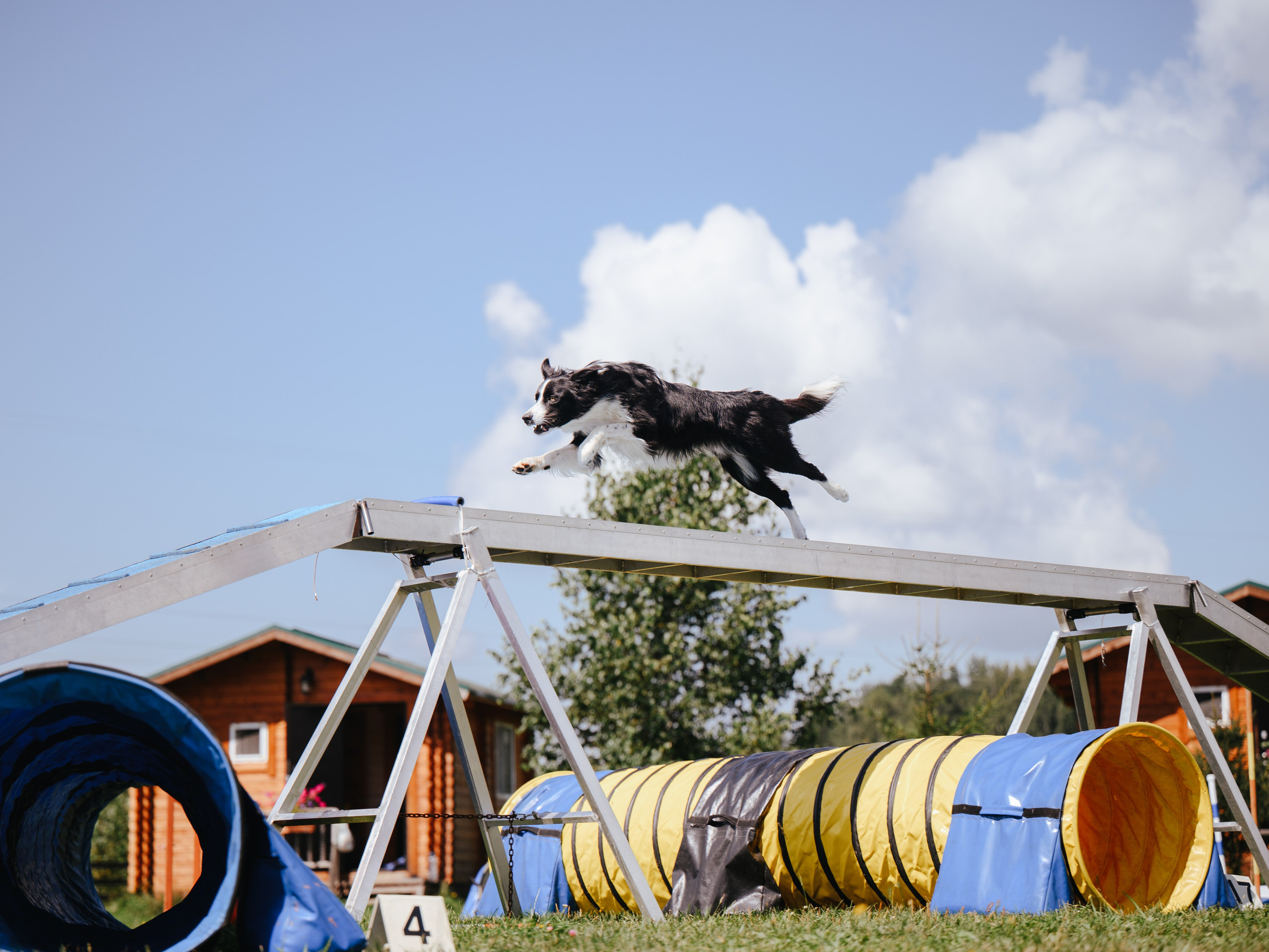 Аджилити. Семейный фотограф анималист Ананьева Мария — Москва