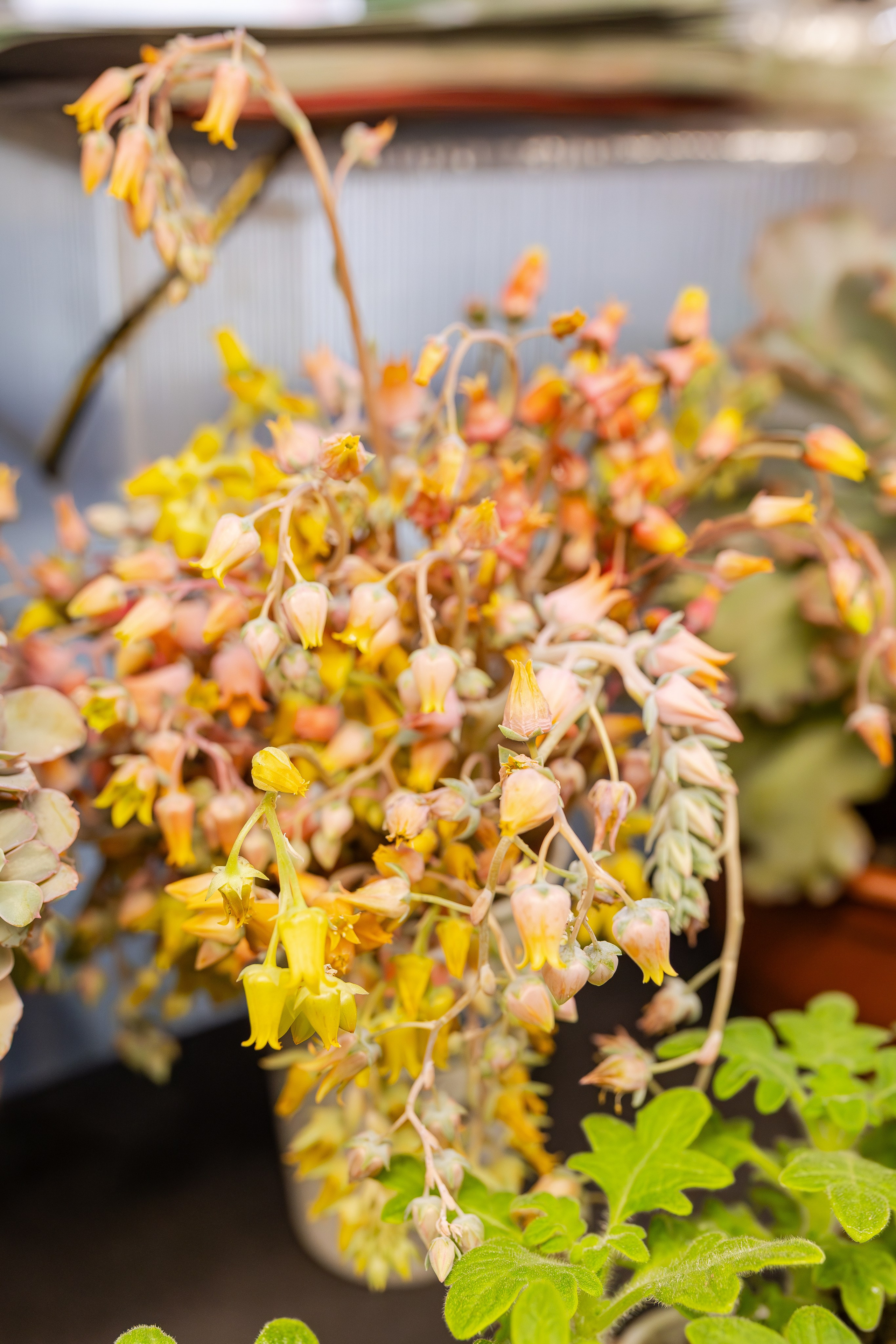 Монстериум апрель 2026. Александра Куликова фотограф, Москва