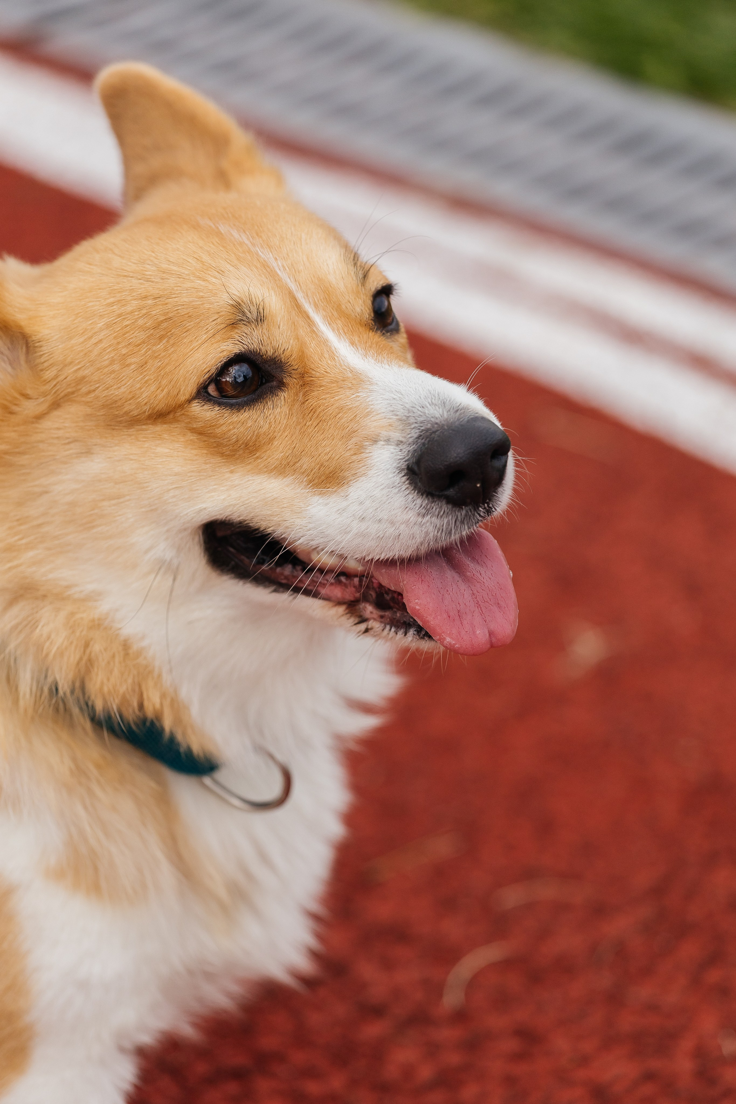 Спартакиада Волковгрупп. Фотограф Кемерово | Сергей
