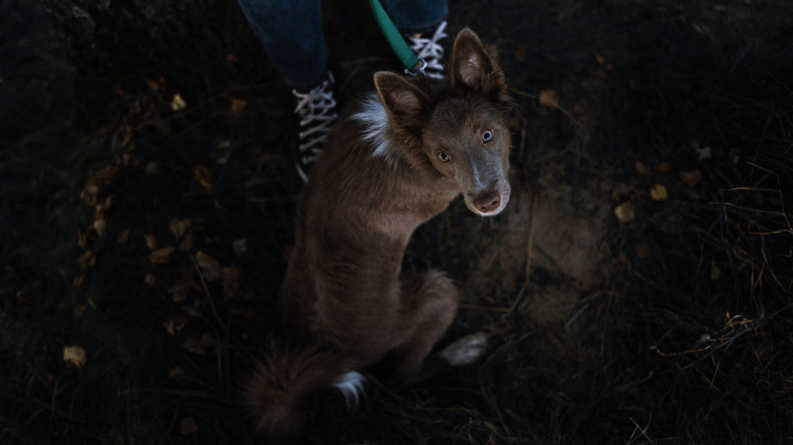 Полина и Паддингтон. Фотограф-анималист Богданова Полина