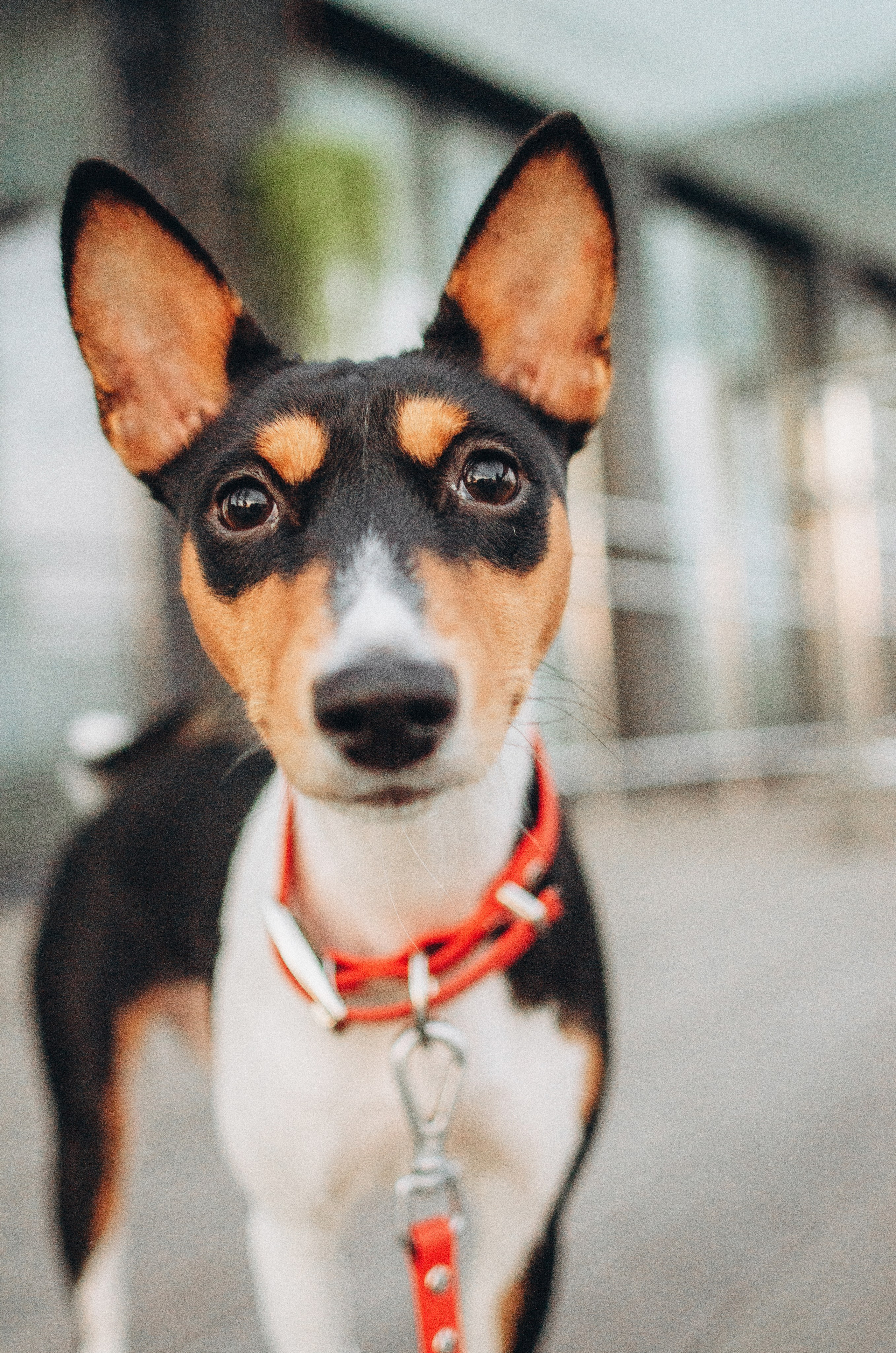 Лена, Никита и Эсма. Фотограф-анималист Богданова Полина