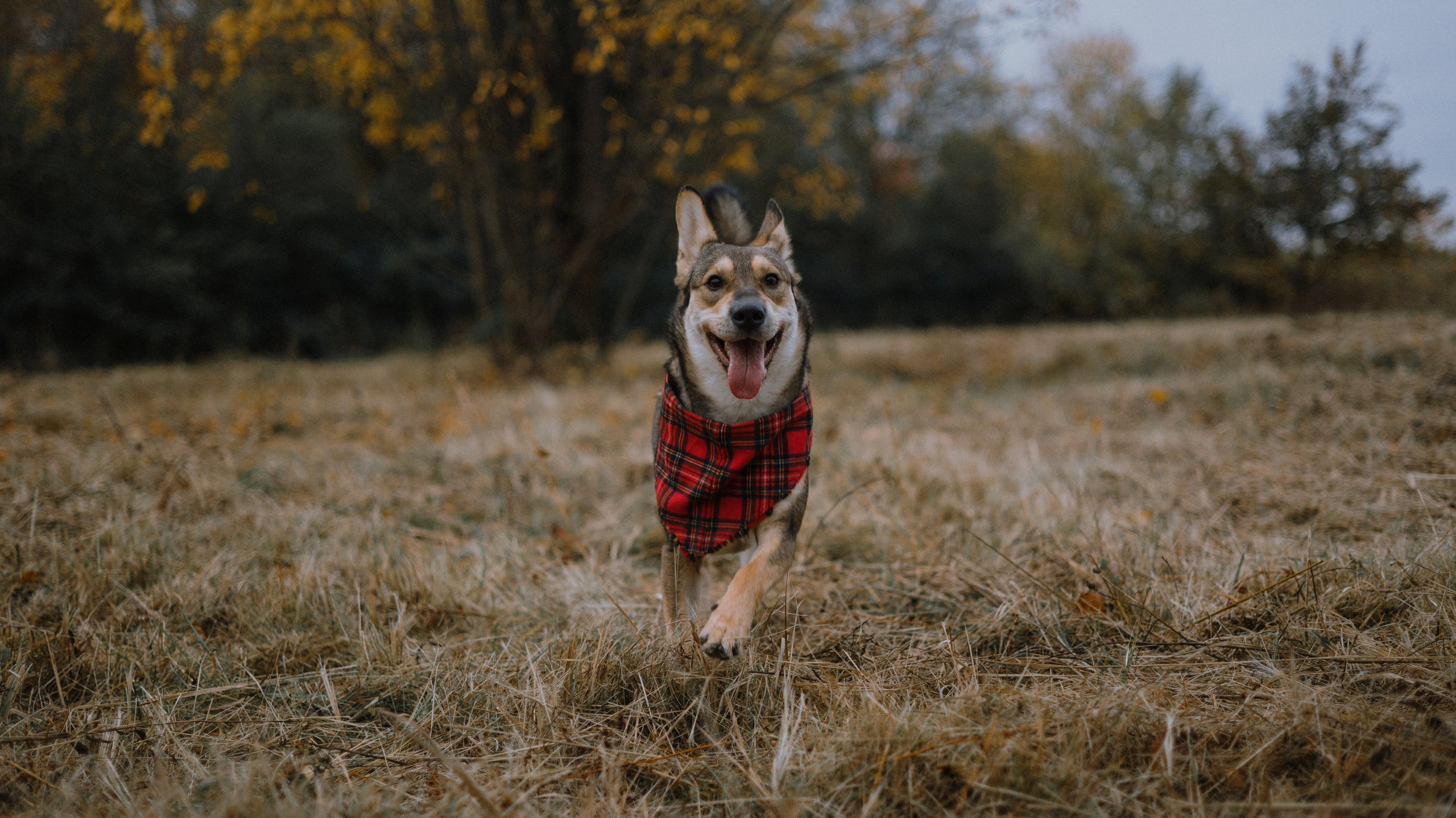 Маша, Катя, Астрид и Мася. Фотограф-анималист Богданова Полина