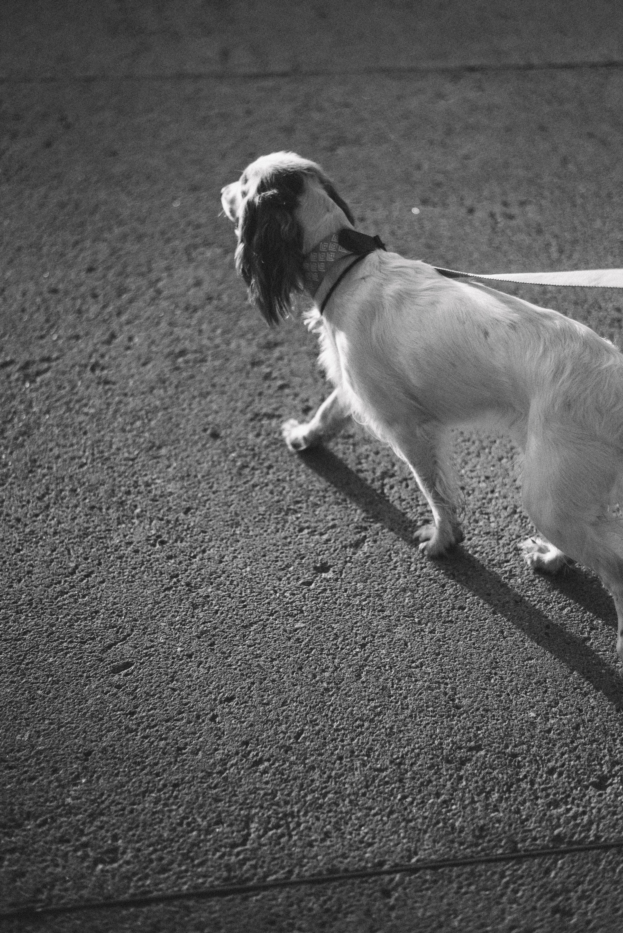 Маша и Вега. Фотограф-анималист Богданова Полина