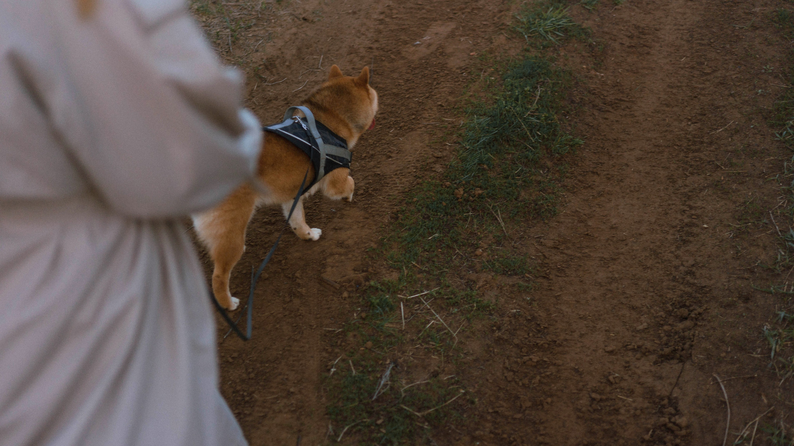 Аня и Шани. Фотограф-анималист Богданова Полина