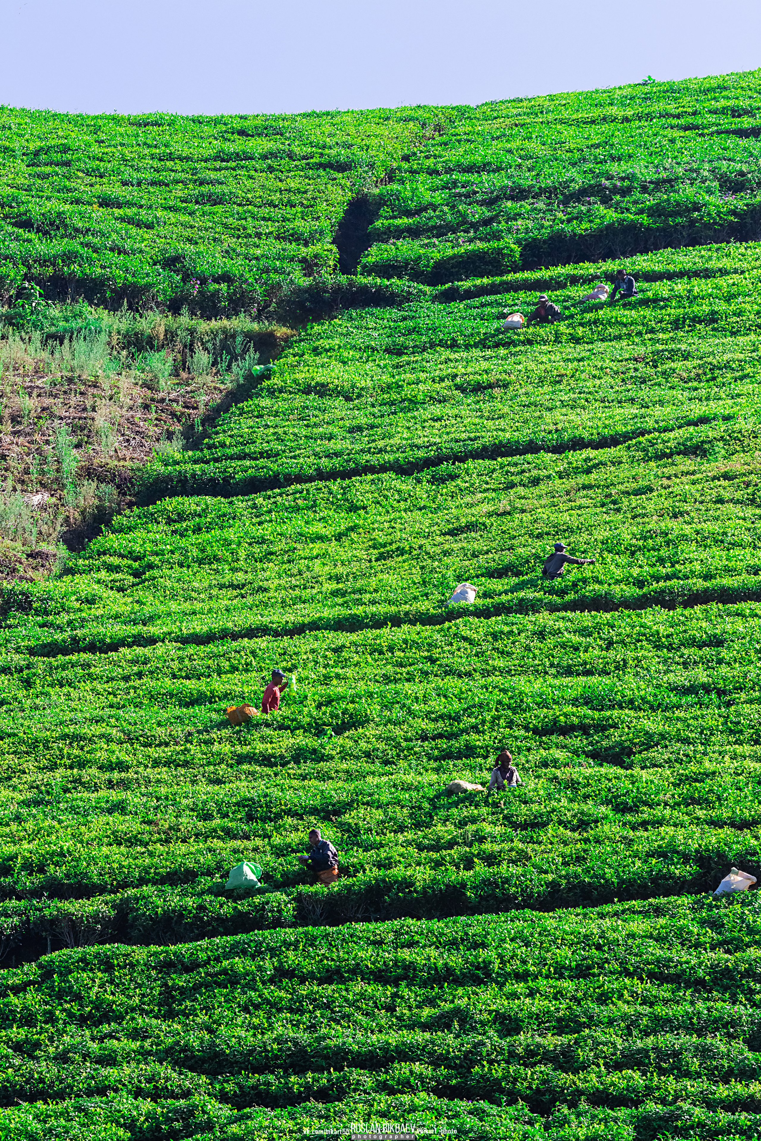 ШРИ-ЛАНКА 2025 / SRI LANKA 2025. Главная