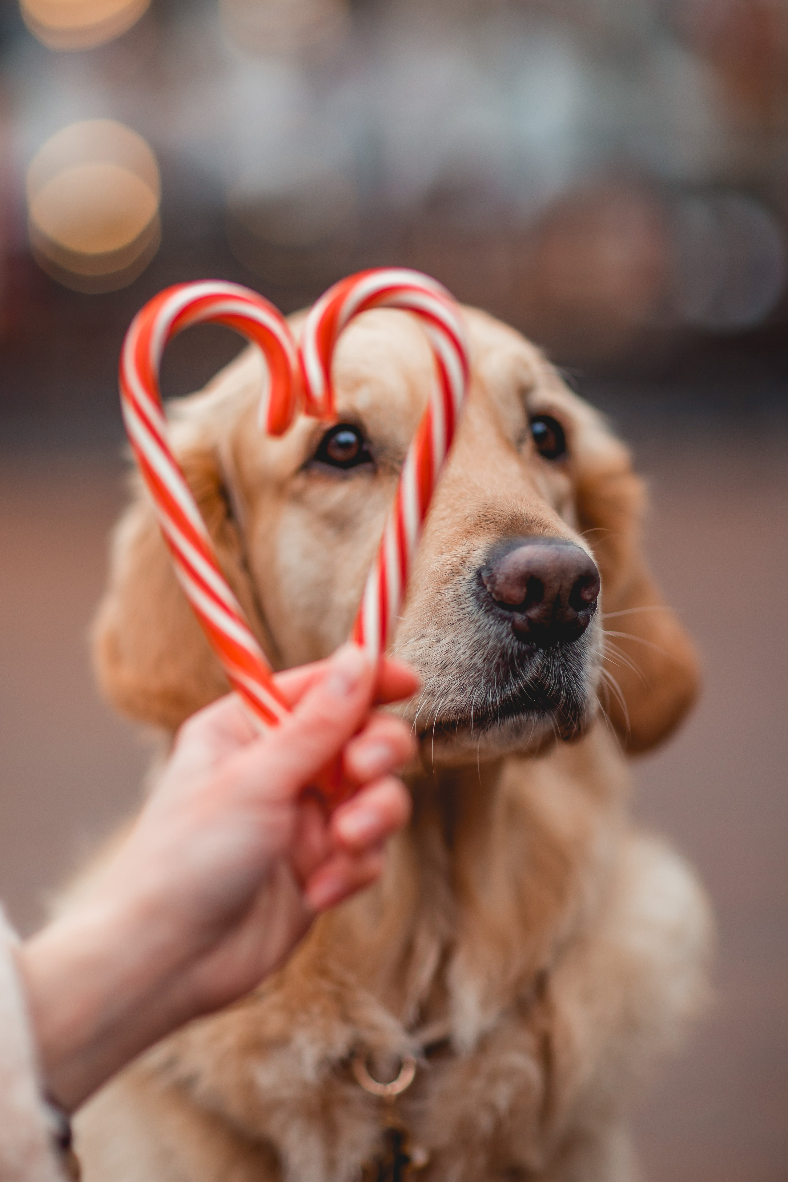 Марина и Чили. Семейный фотограф анималист Мария Крючкова
