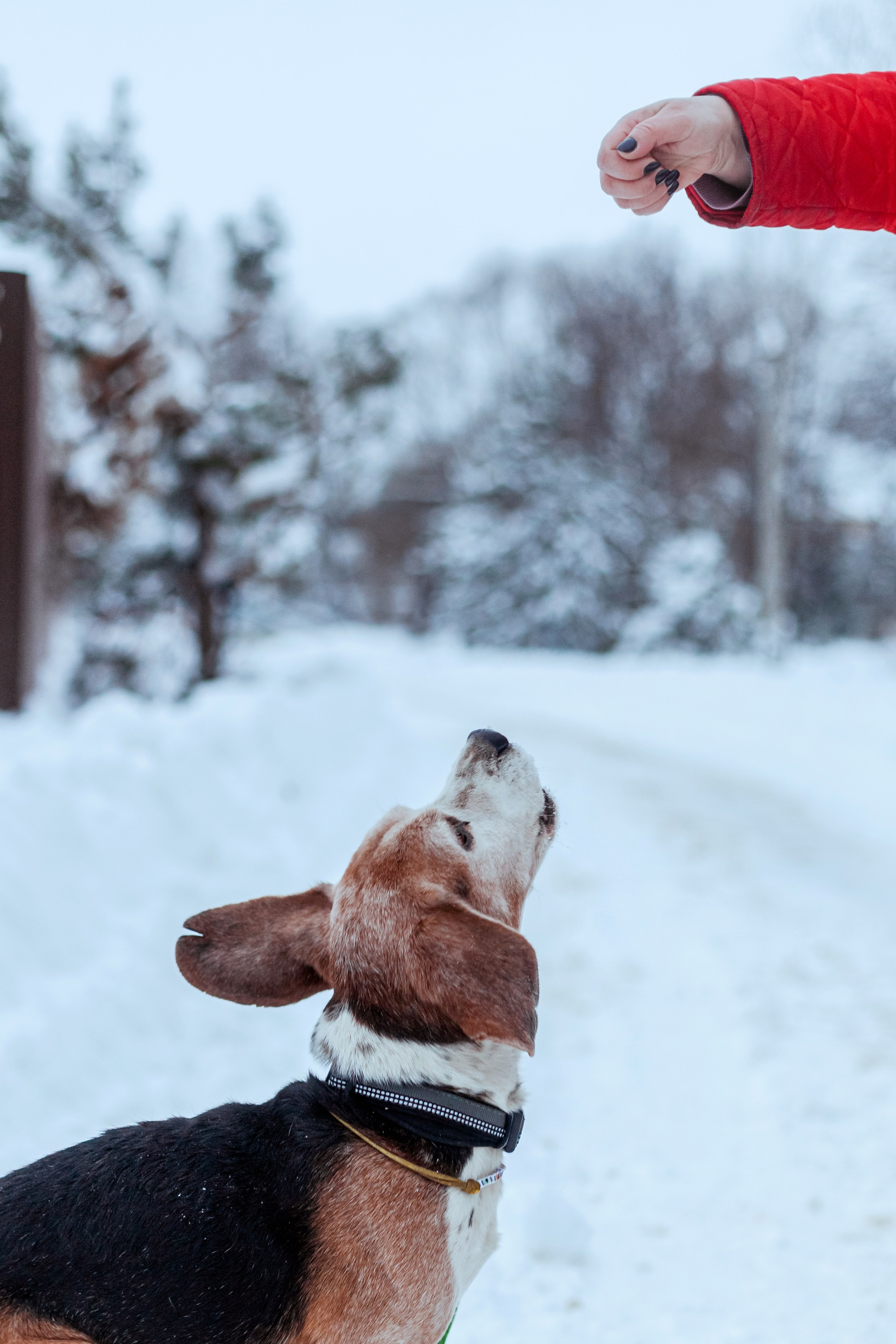 Дом для Биглей 2023. Фотограф-анималист Татьяна Степанова