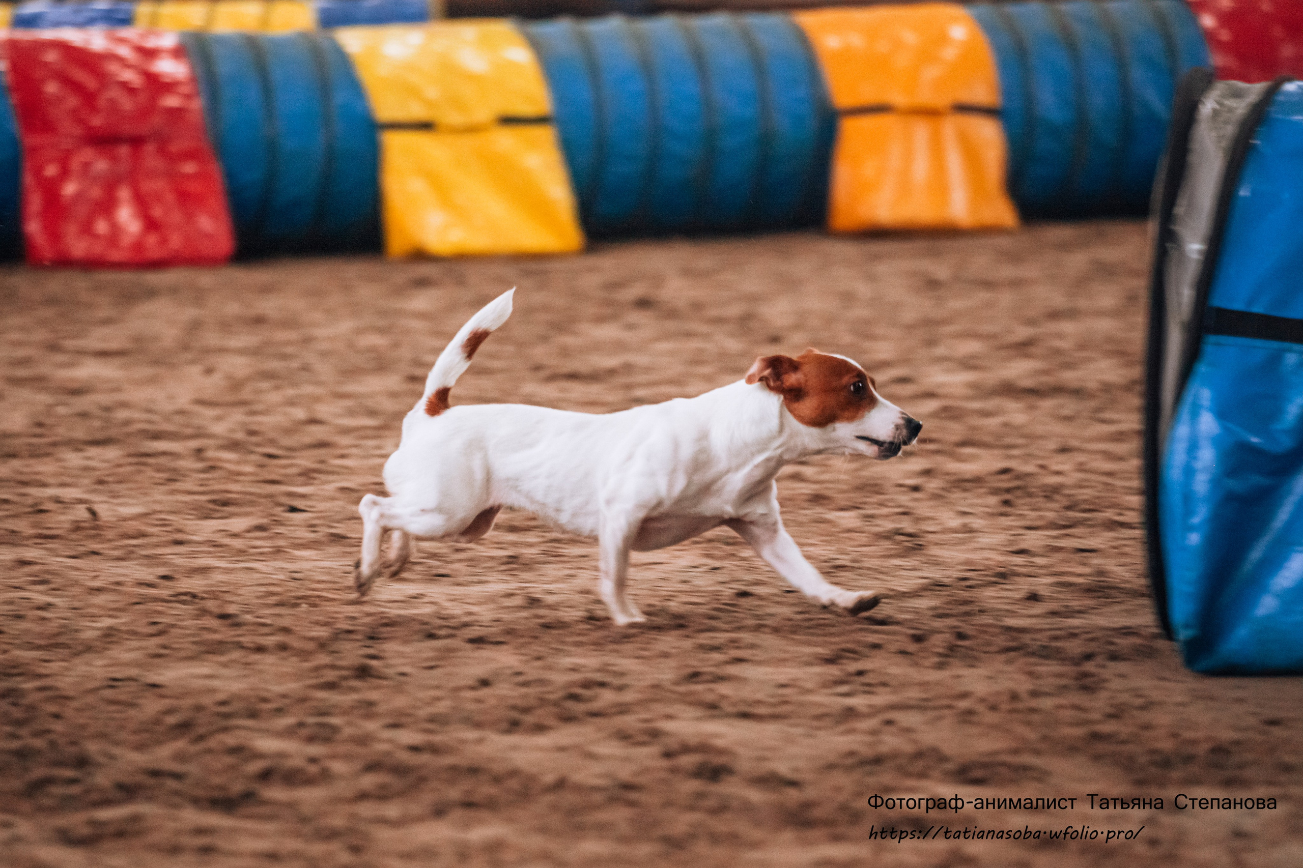 Соревнования по Аджилити 25.02.2024. Фотограф-анималист Татьяна Степанова