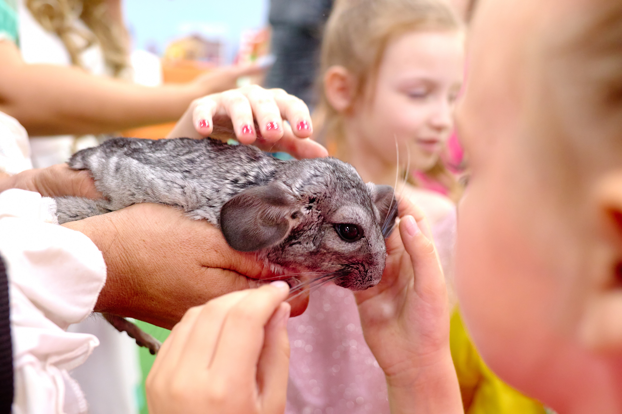 Светофор день рождения. Фотограф Выпускные альбомы Таганрог Сергей Коробченко