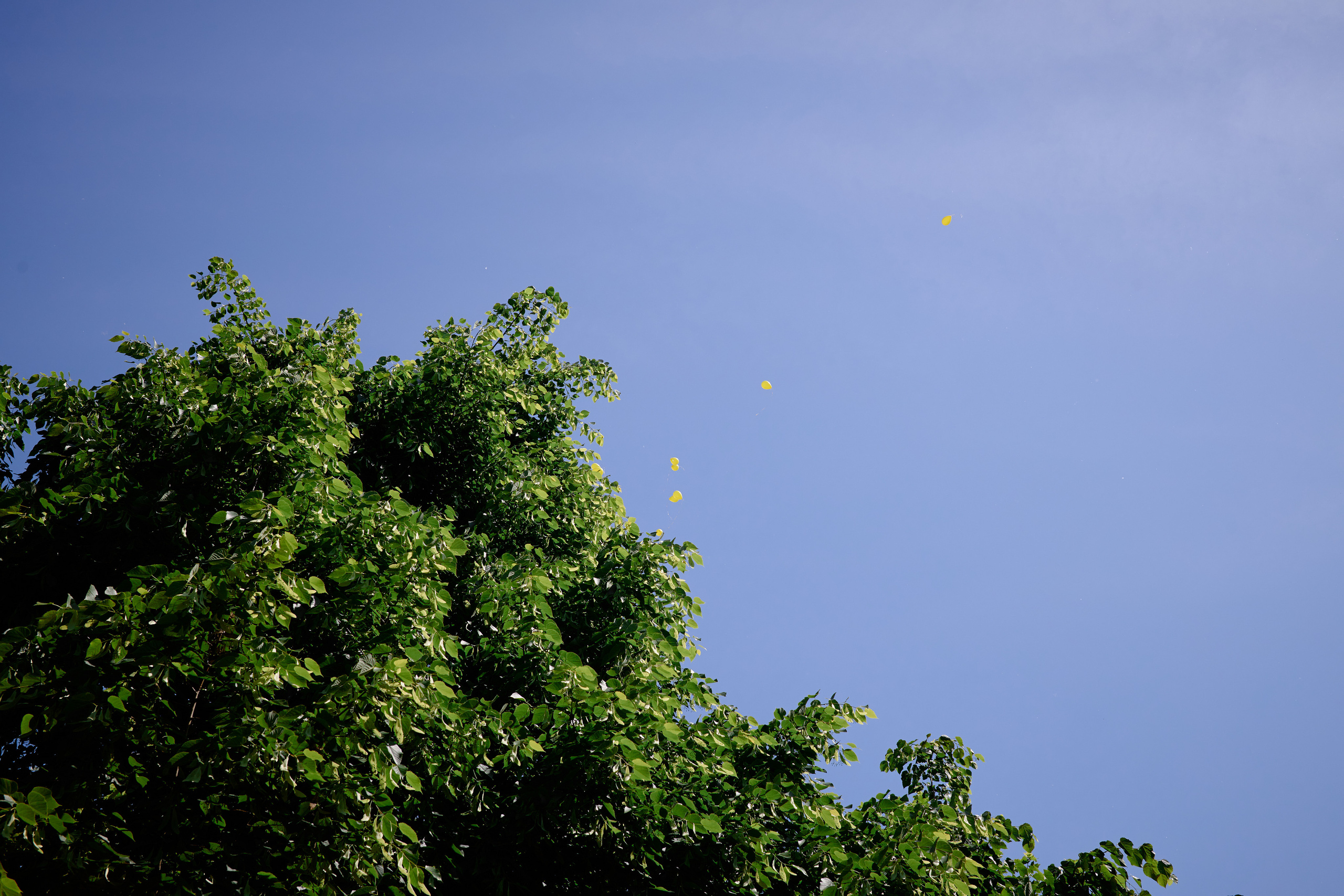 Фотограф выпускной в детском саду таганрог. Фотограф Выпускные альбомы Таганрог Сергей Коробченко