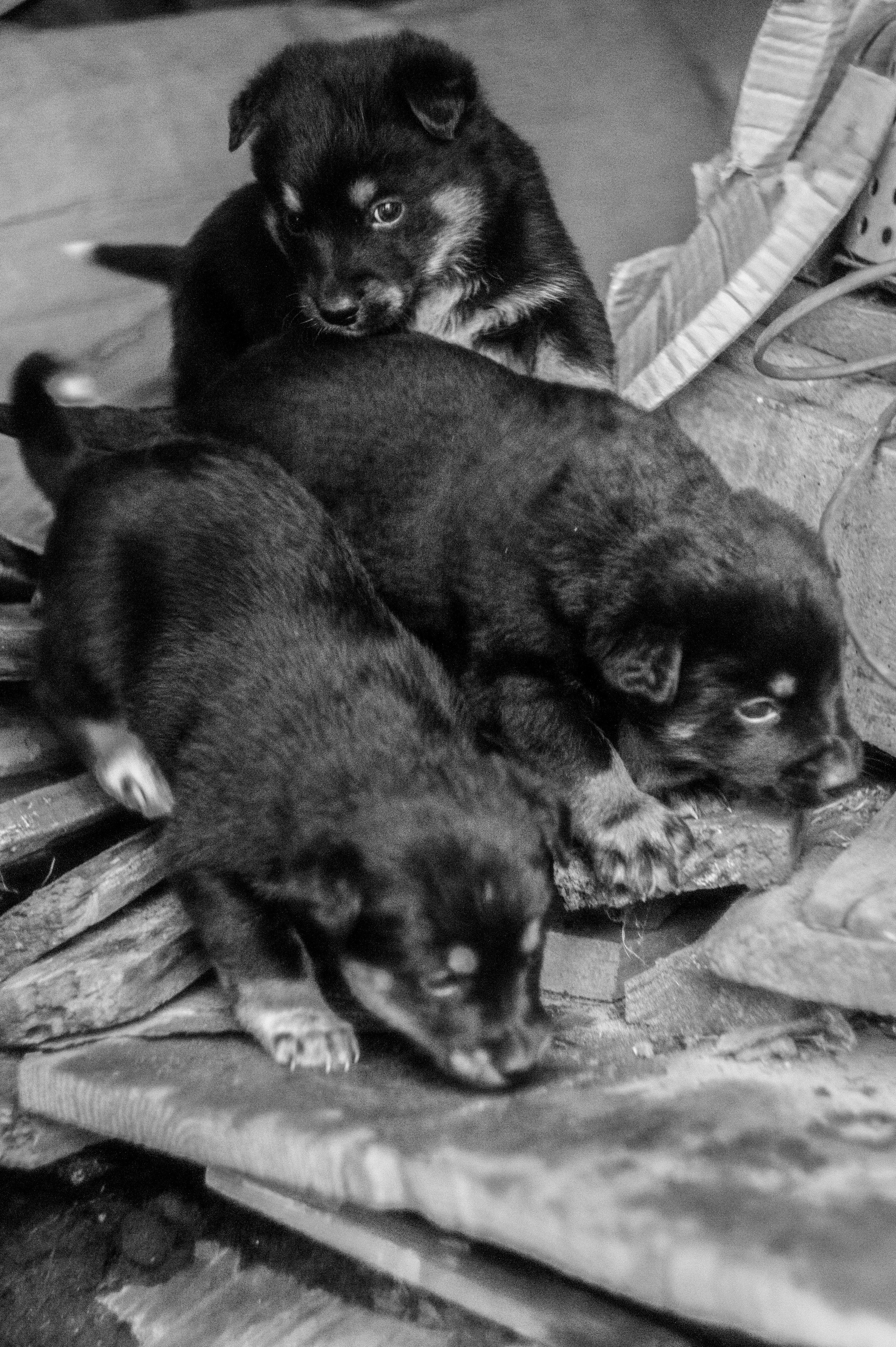 Dogs. Профессиональный фотограф