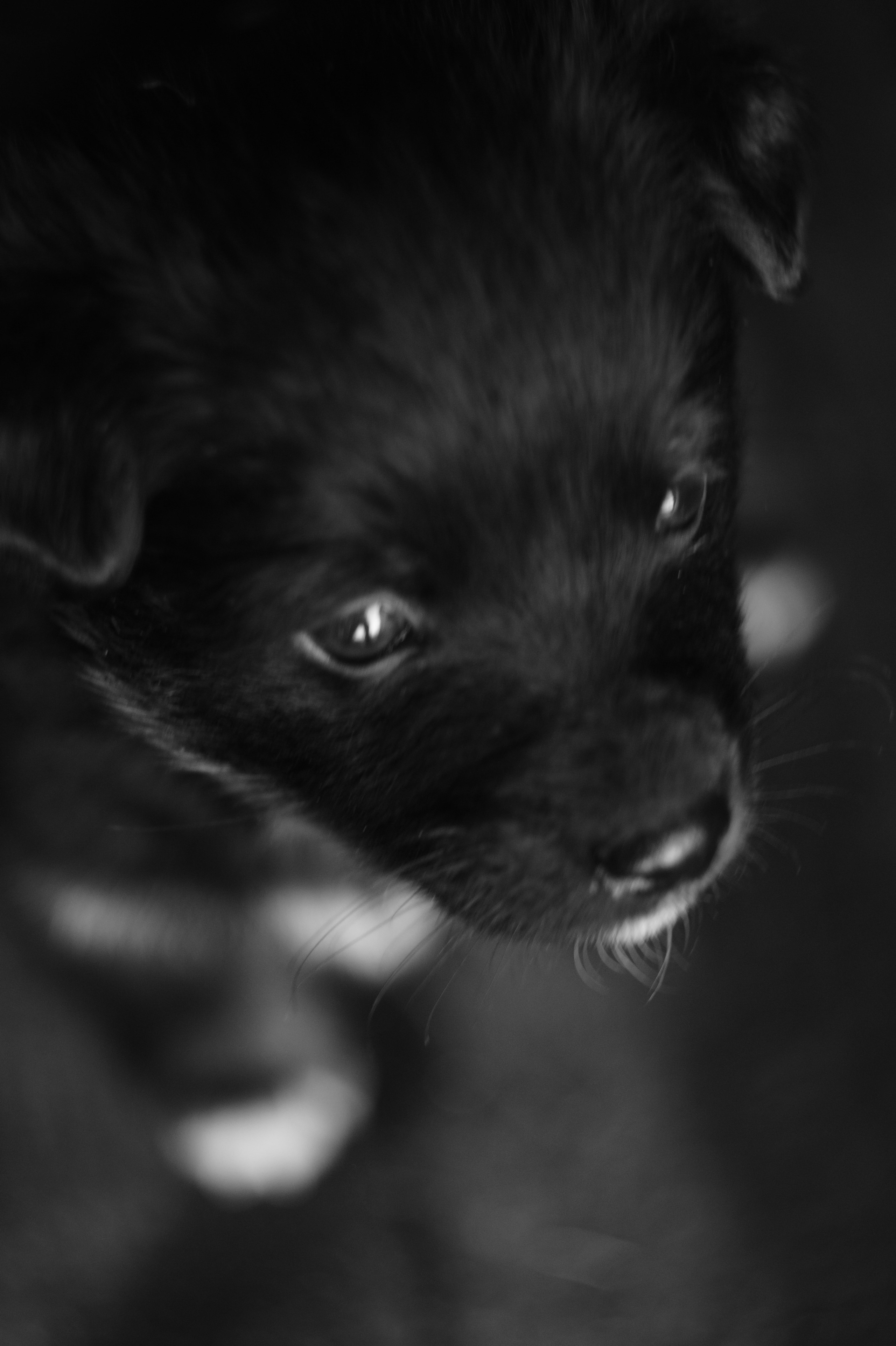 Dogs. Профессиональный фотограф