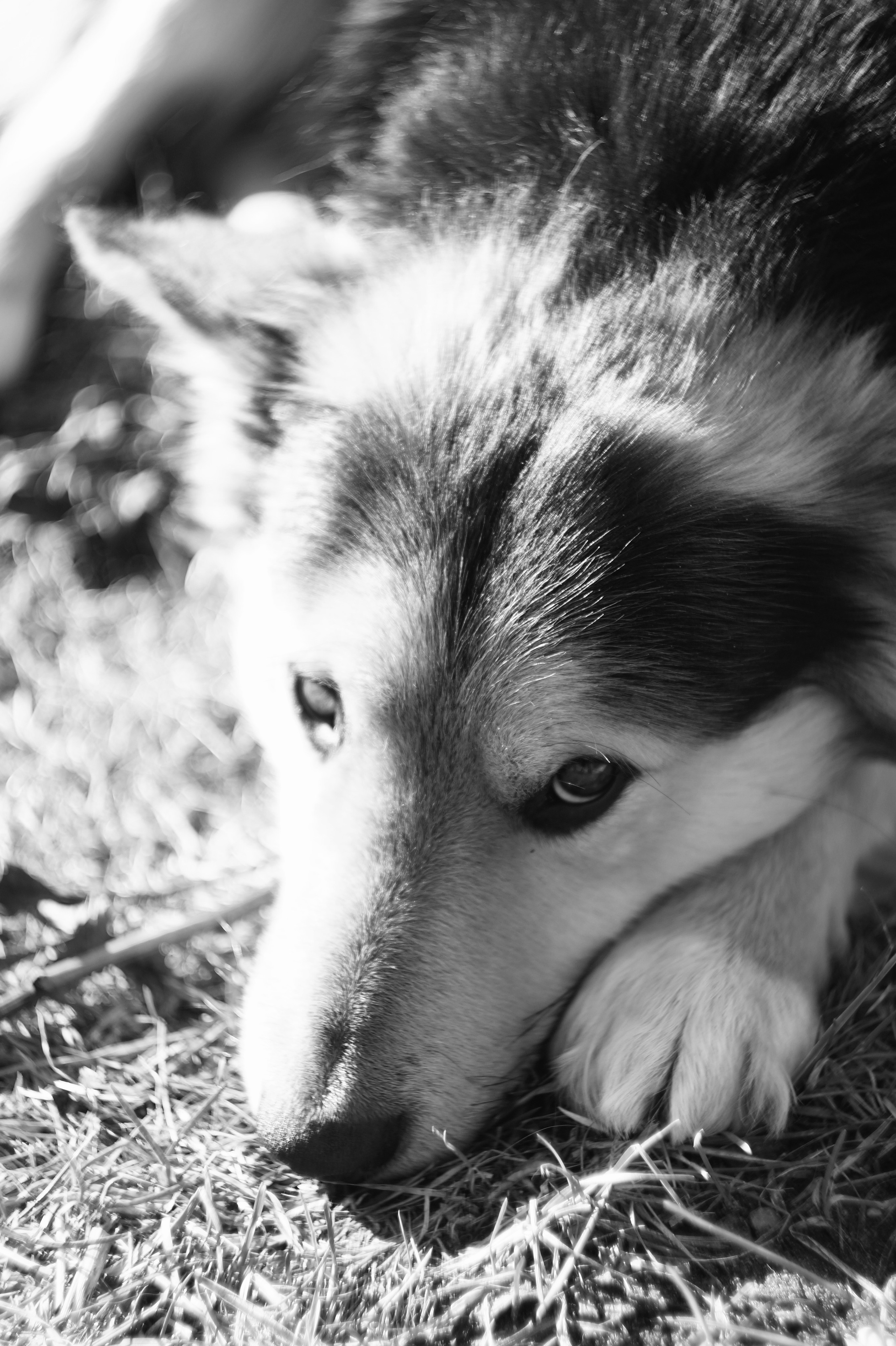 Dogs. Профессиональный фотограф