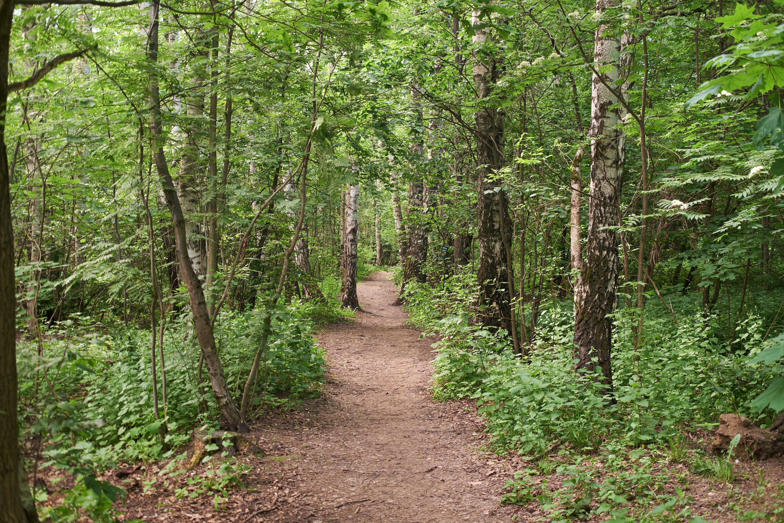 Пикториализм в природе. Сайт фотографа Виталия Дени