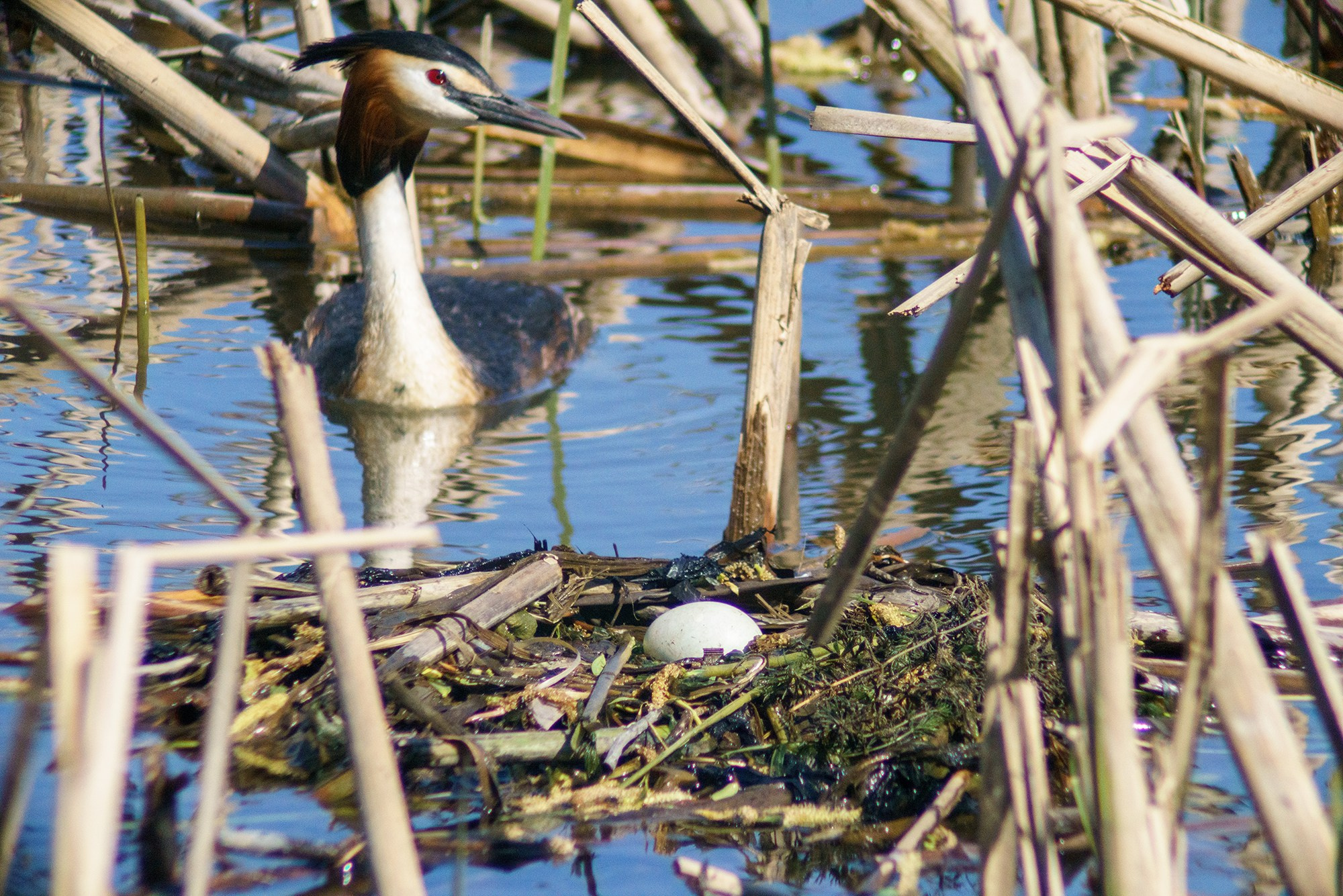 Удивительные мир птиц. Вокруг нас столько прекрасного — присмотритесь!. Ваш личный фотограф Марина Волкова