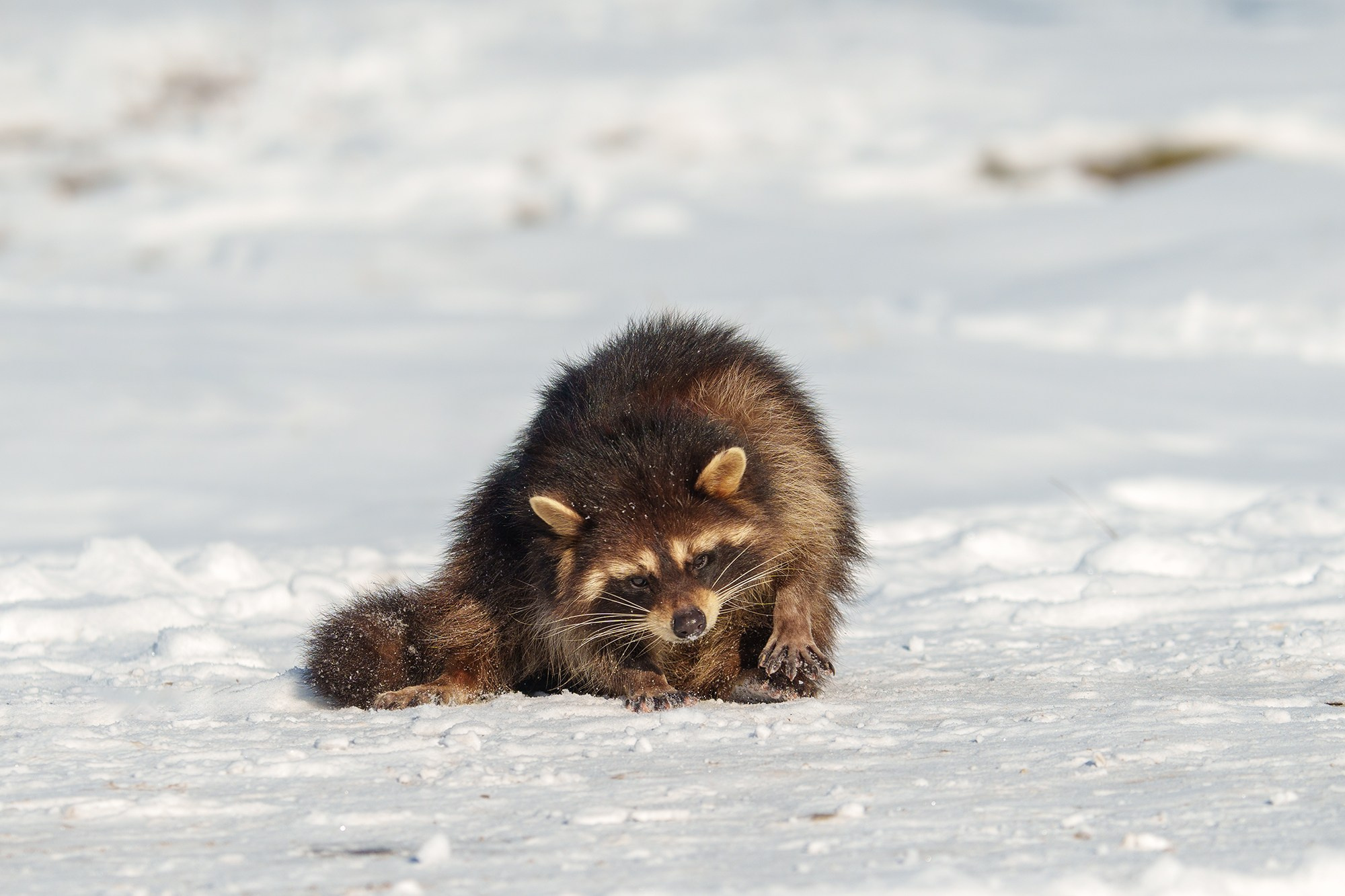 Животные. Ваш личный фотограф Марина Волкова