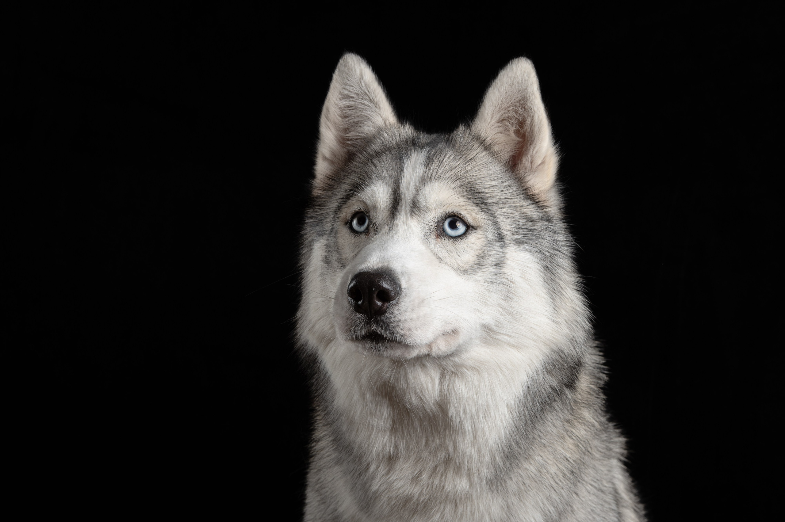 Белка | хаски. Alexandrovna photography