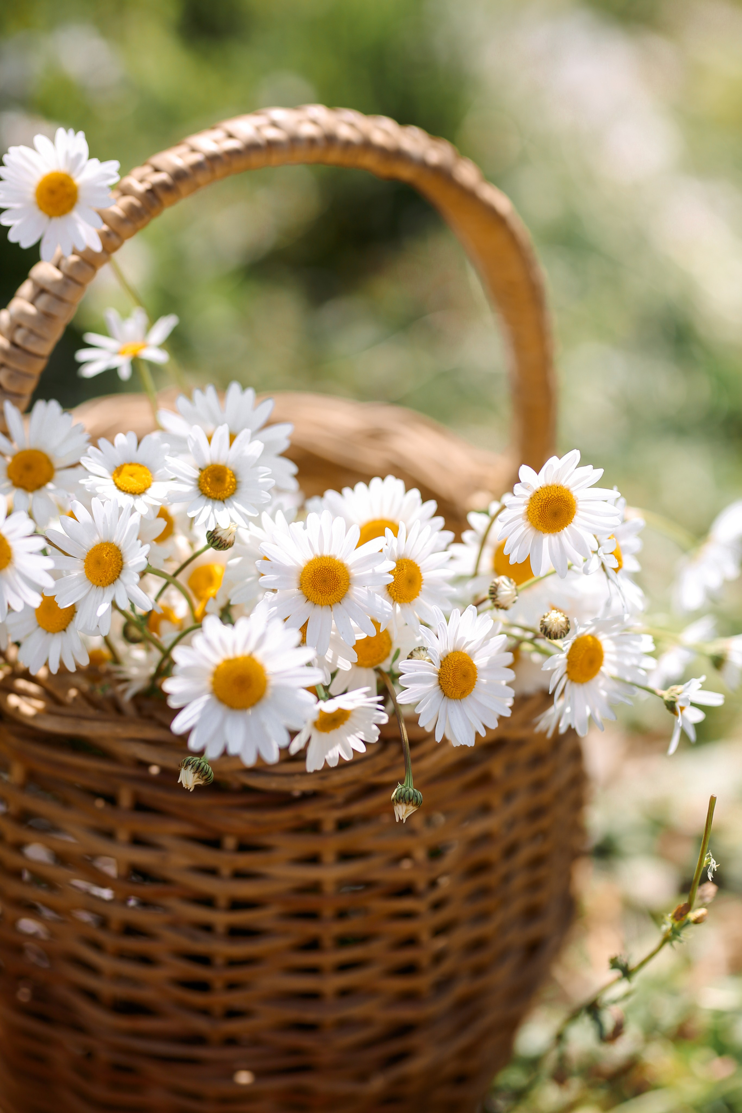 Ромашковое поле. Фотограф Анастасия Залевская