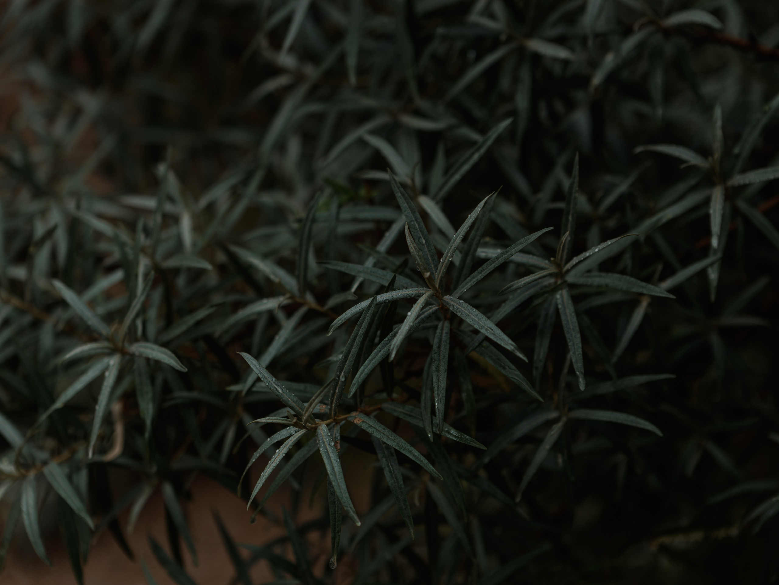 2025. Конный фотограф в Красноярске — Любовь Похабова