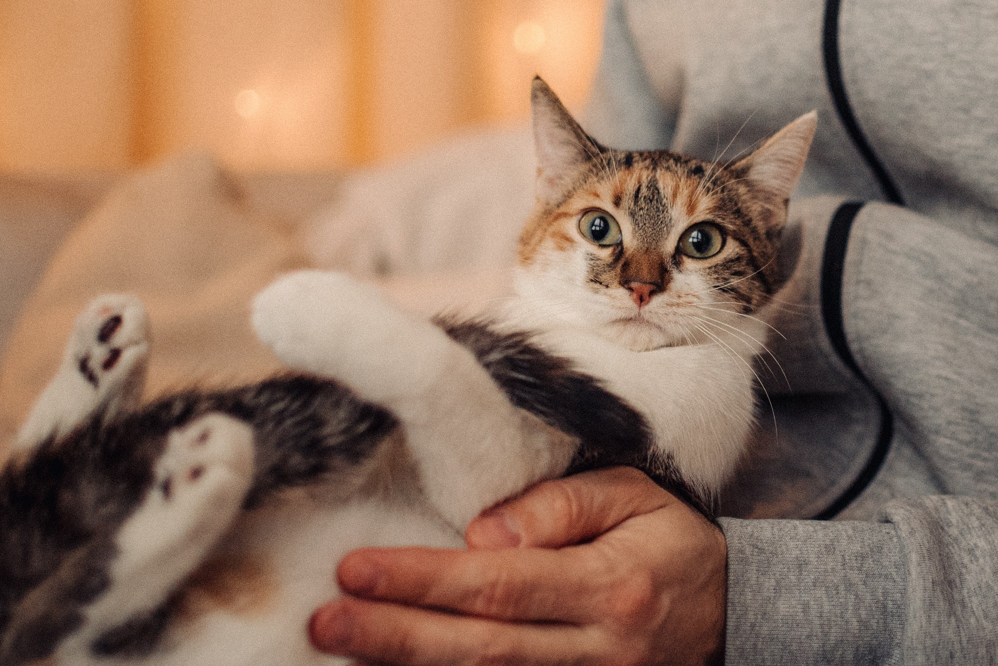 Cats: looking for a home and adopted. Photos of you and your pet