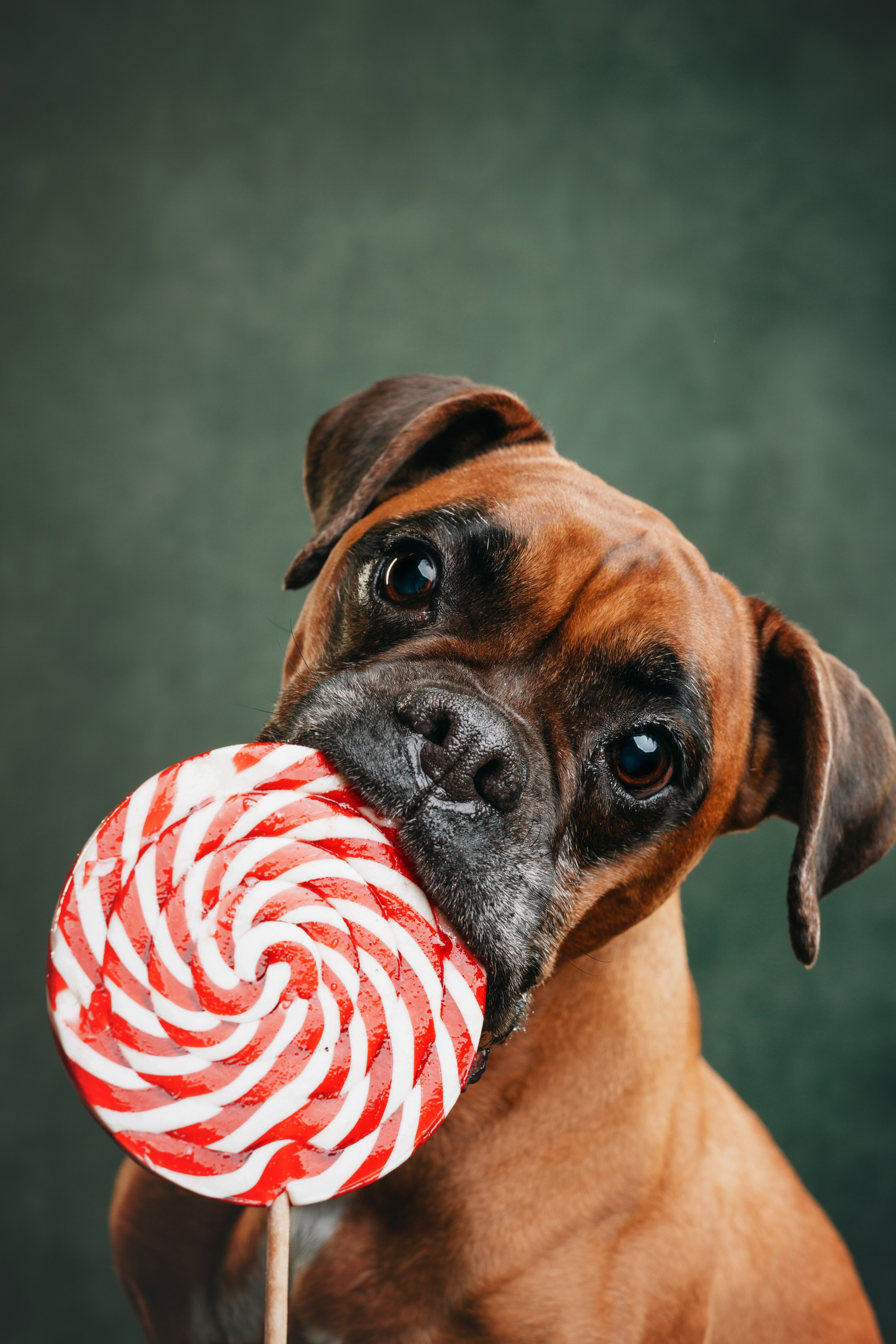 Боксер Челси. Фотограф анималист Осипчикова Мария