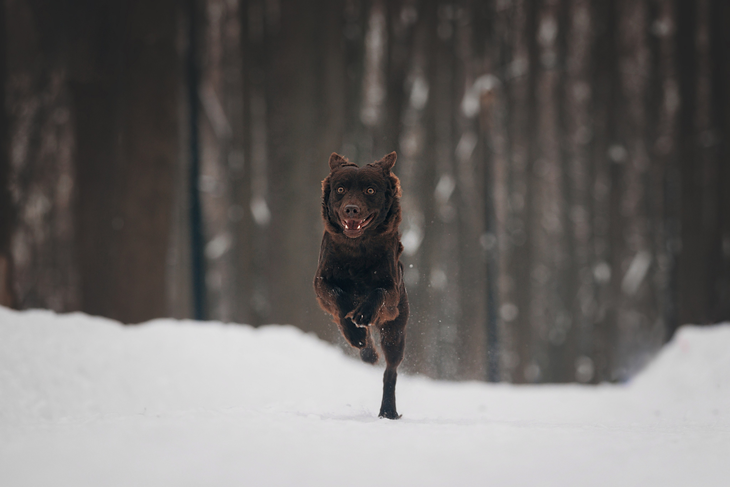 Соня и Персей в Нескучном саду. Фотограф анималист Кристина Карпова, Москва