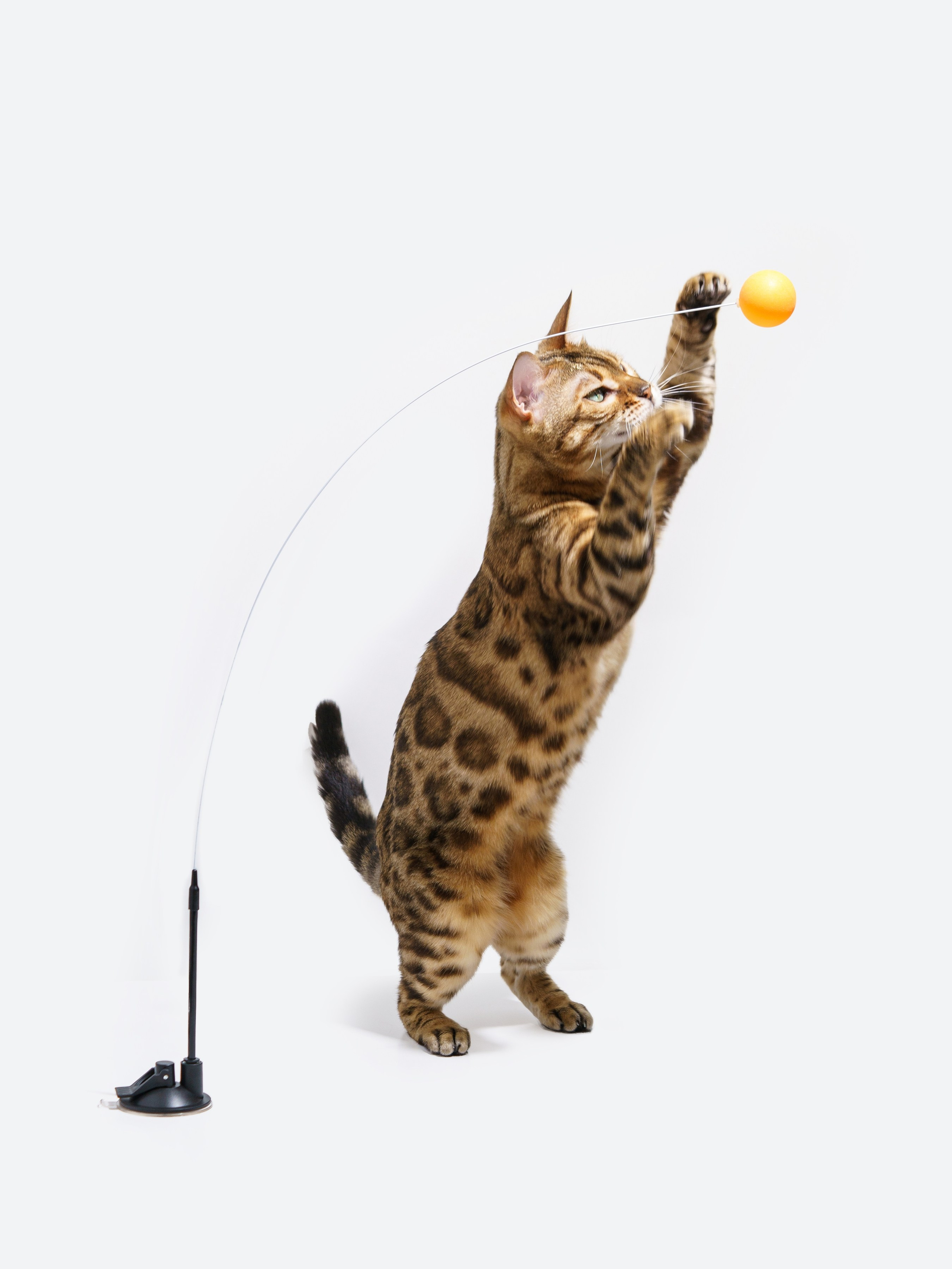 Съемки с животными. КЕД Студия-контент агентство полного цикла СПБ. Создаём фото, видео и контент, который помогает брендам и селлерам продавать больше