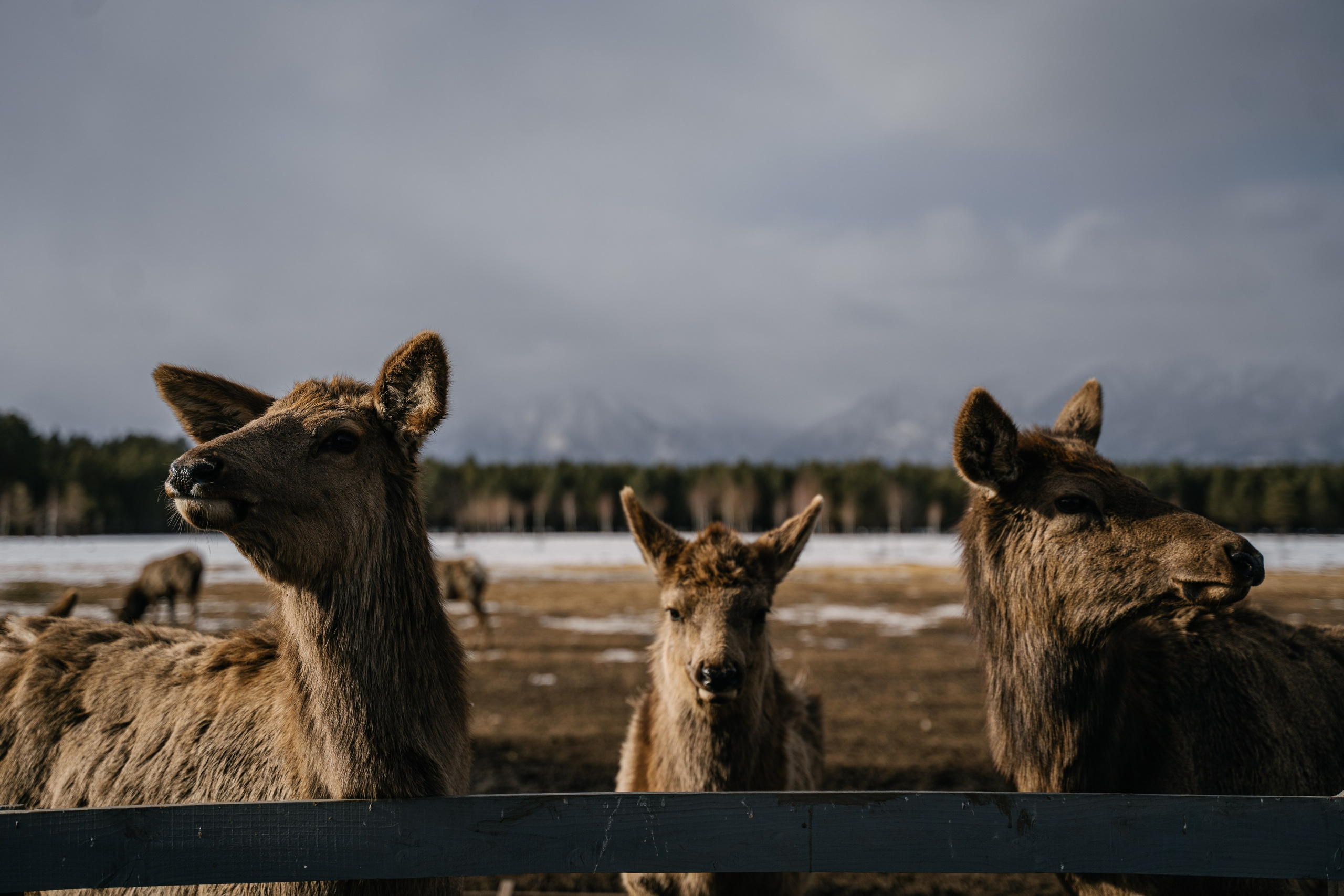 Бурятия, Аршан 2024. Фотограф Ольга Пучкова