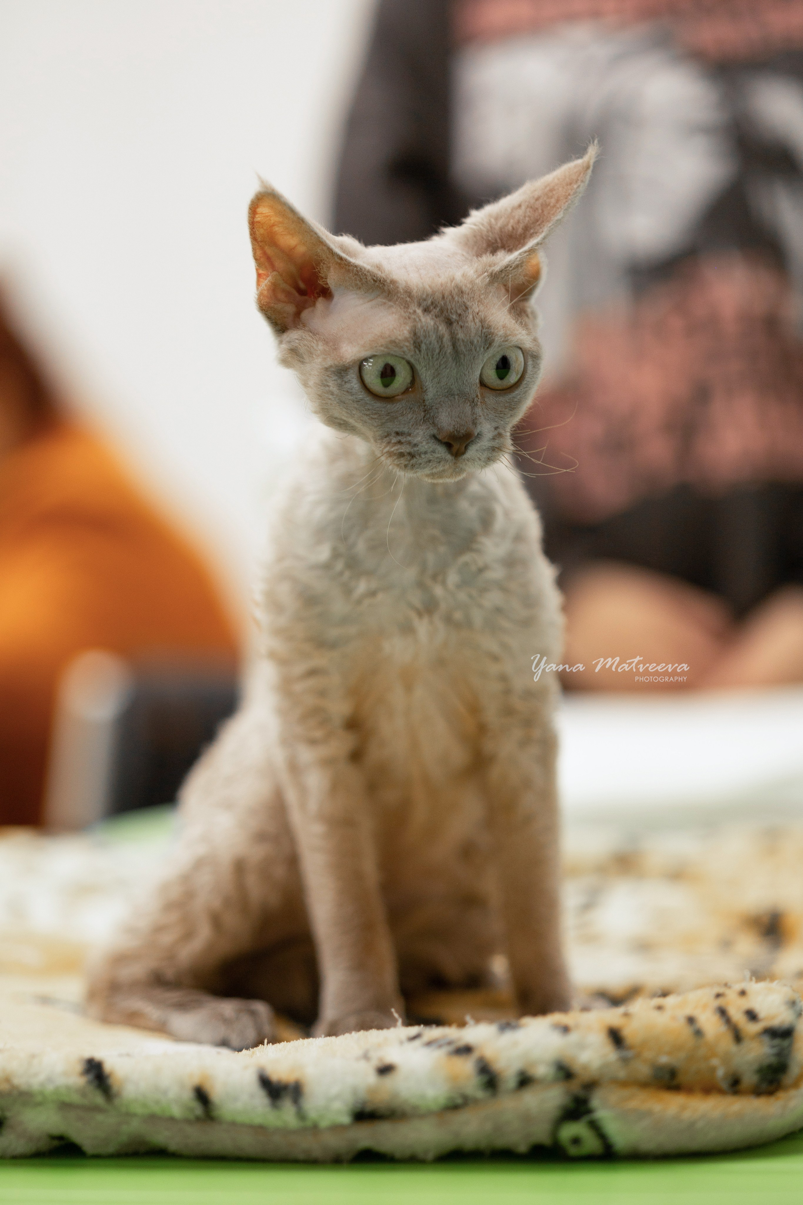 Кошки. Фотограф Яна Матвеева в Ижевске