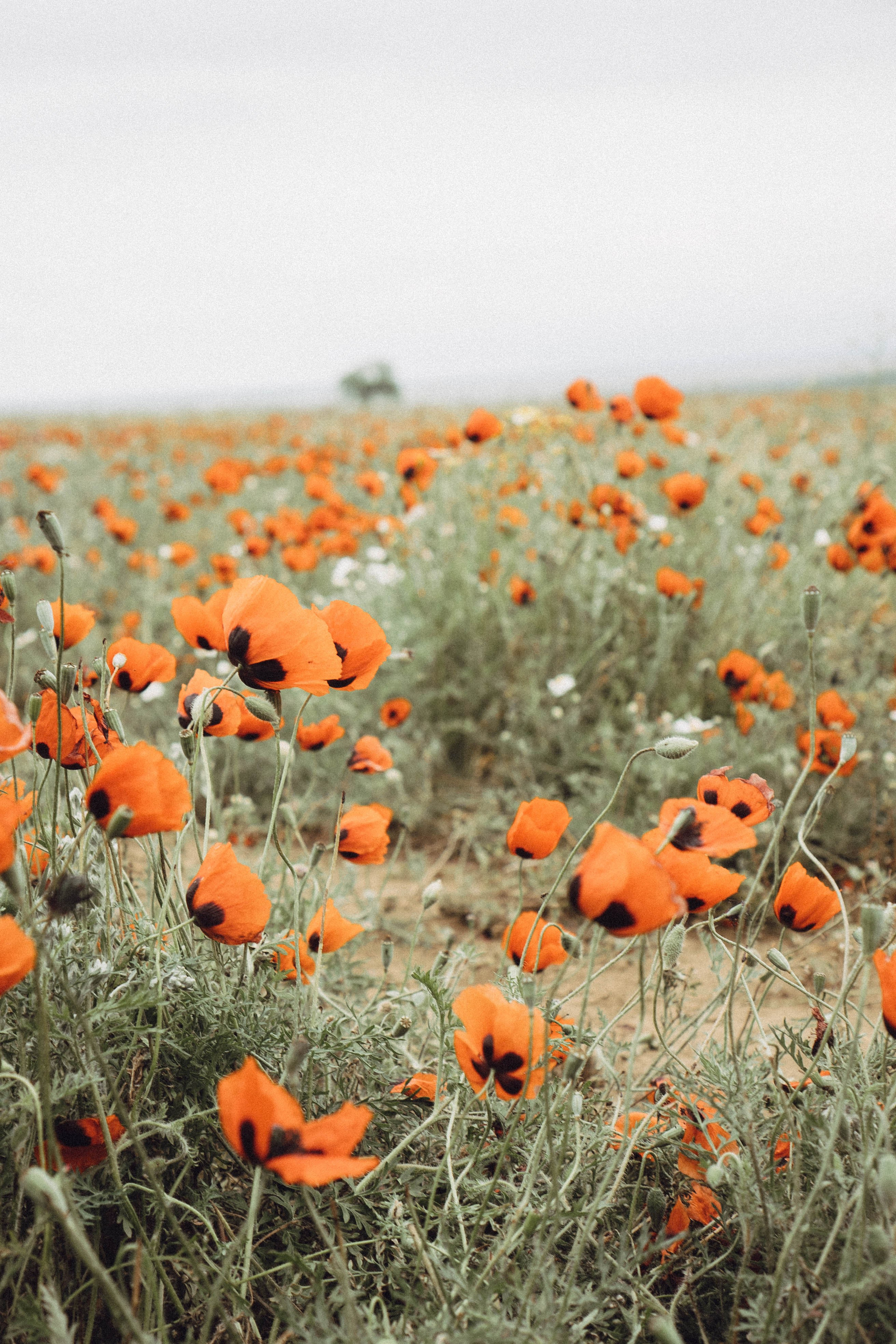 Кавказ. Профессиональный фотограф, Санкт-Петербург — Виктория Богомолова