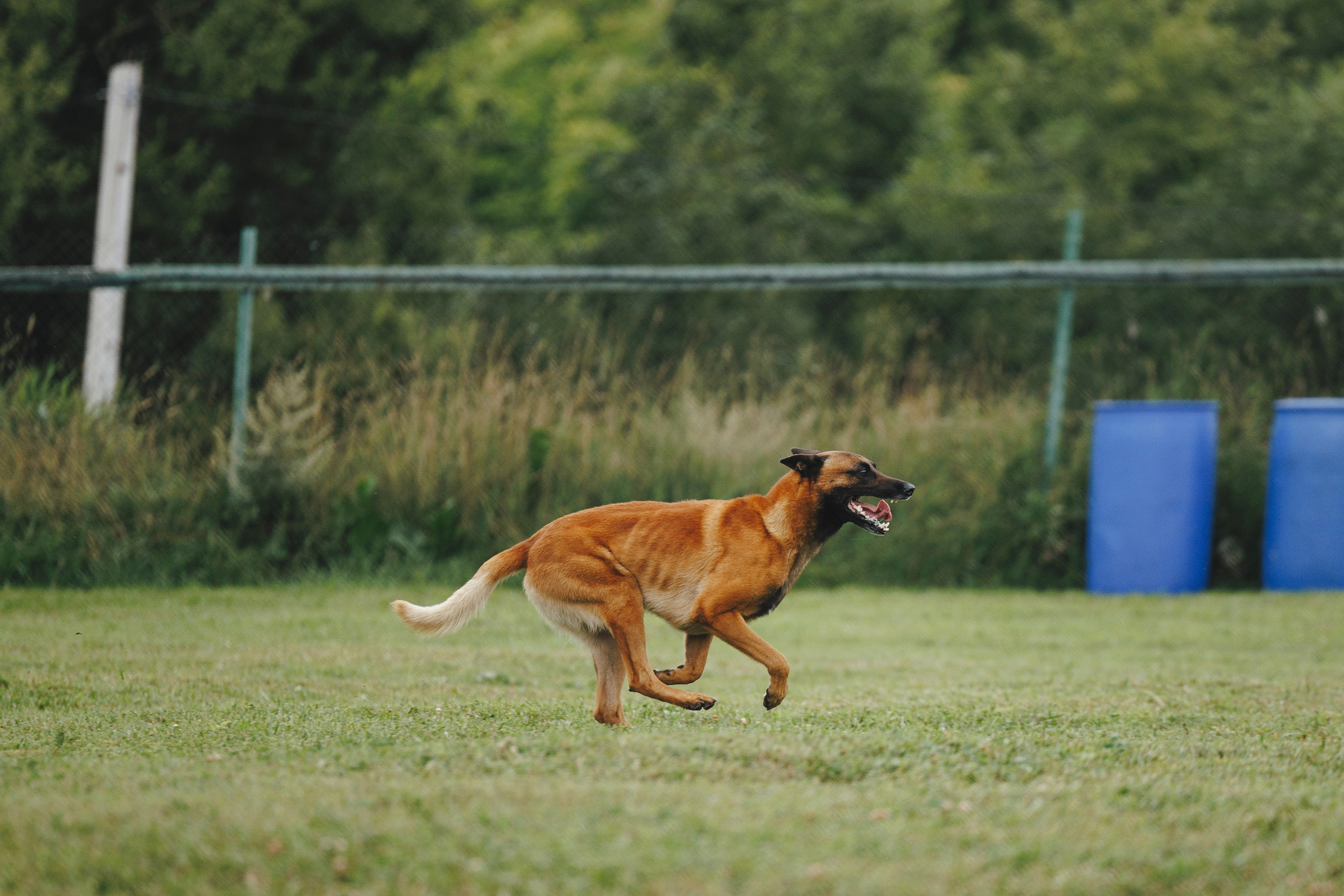 08.08.25-10.08.25 ЧР по мондьорингу г. Вологда. Фотограф-анималист Анна Маринич
