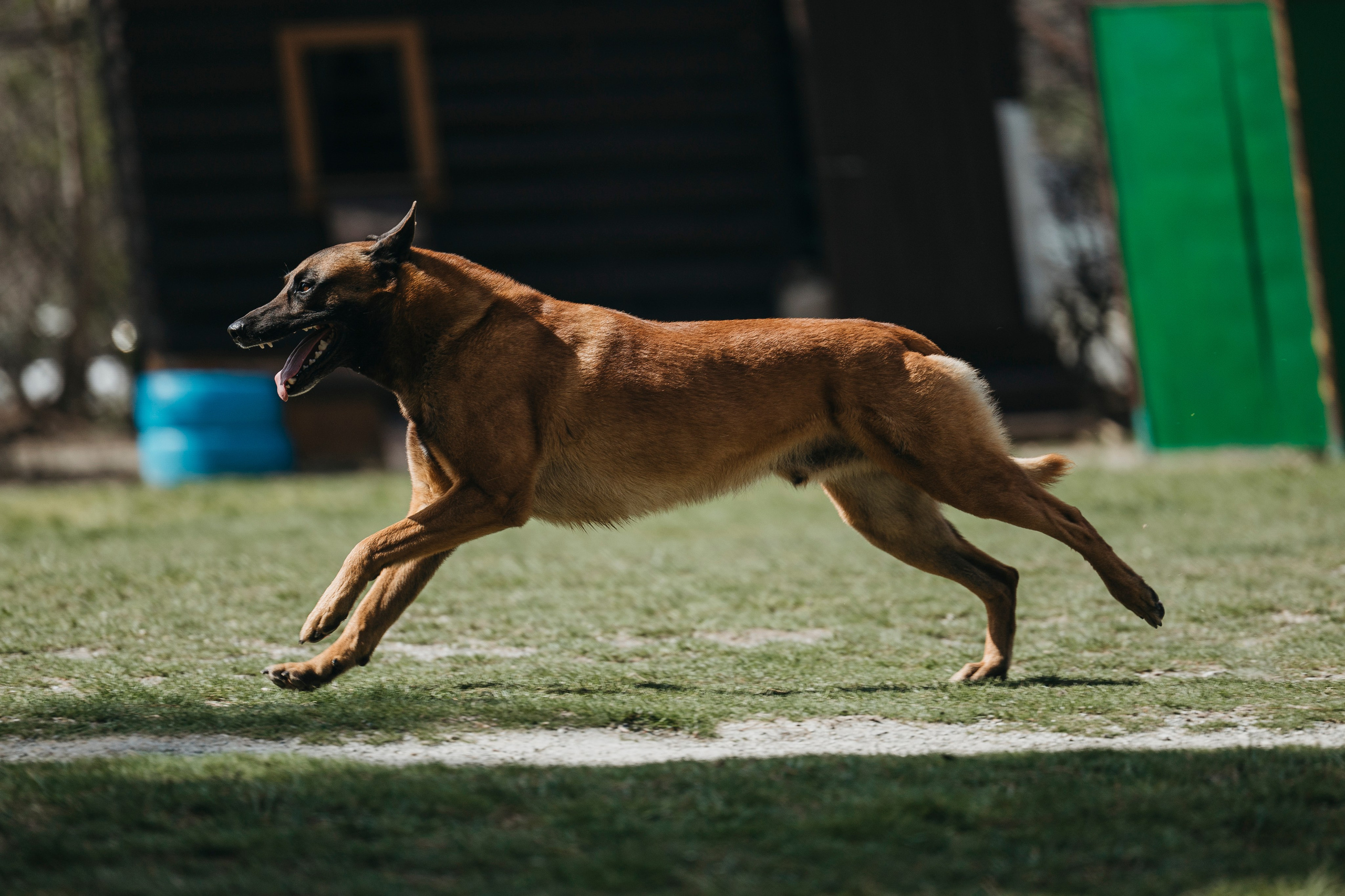 Геленджик Мондьоринг. Фотограф-анималист Анна Маринич