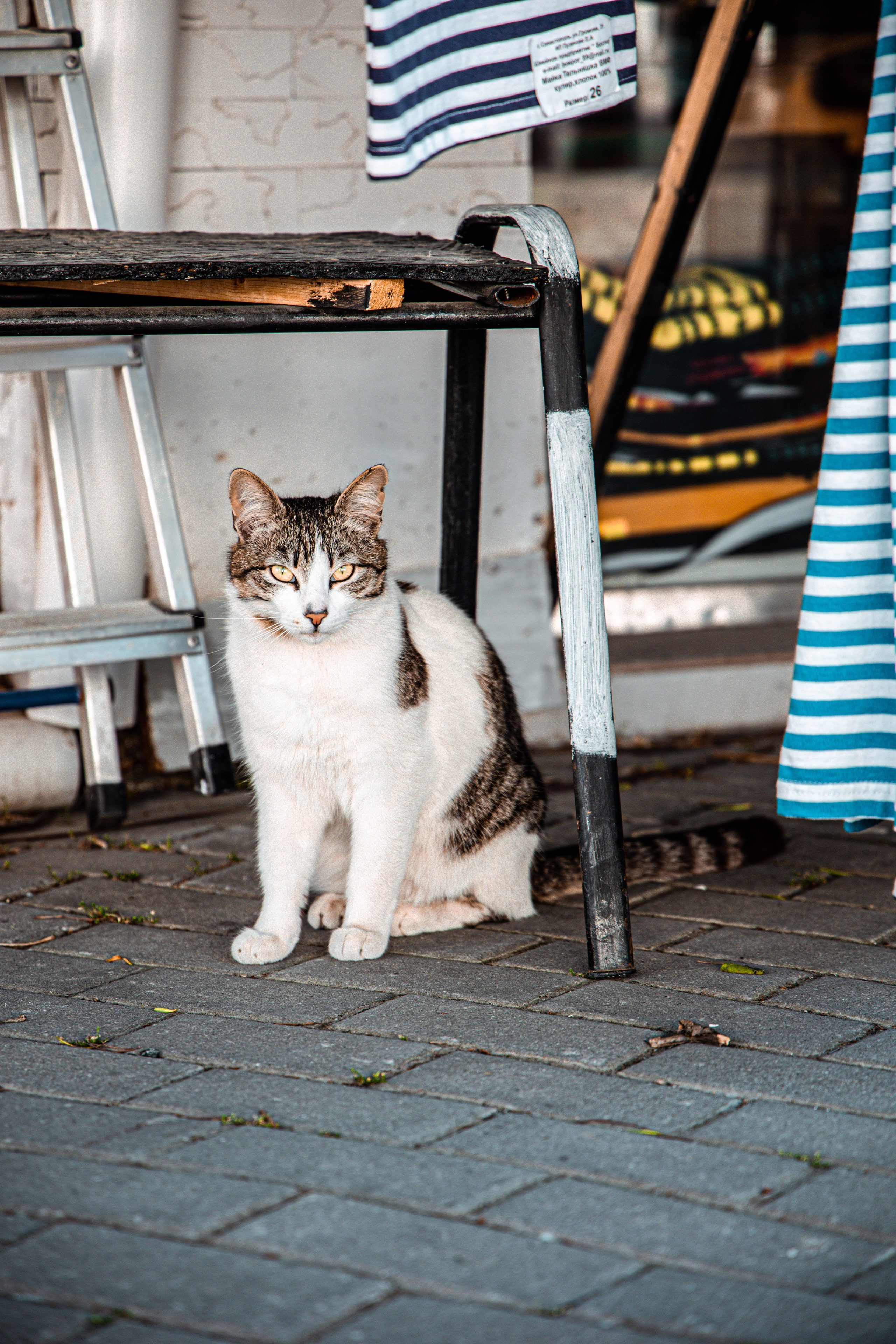 Фотограф Татьяна Марсуверских г. Жуковский, Москва и Мо. Репортажные съёмки, фотосессии,  фотограф анималист, фотосъёмка животных. Фотограф для маркетплейсов, фотоуслуги в Жуковском Татьяна Марсуверских
