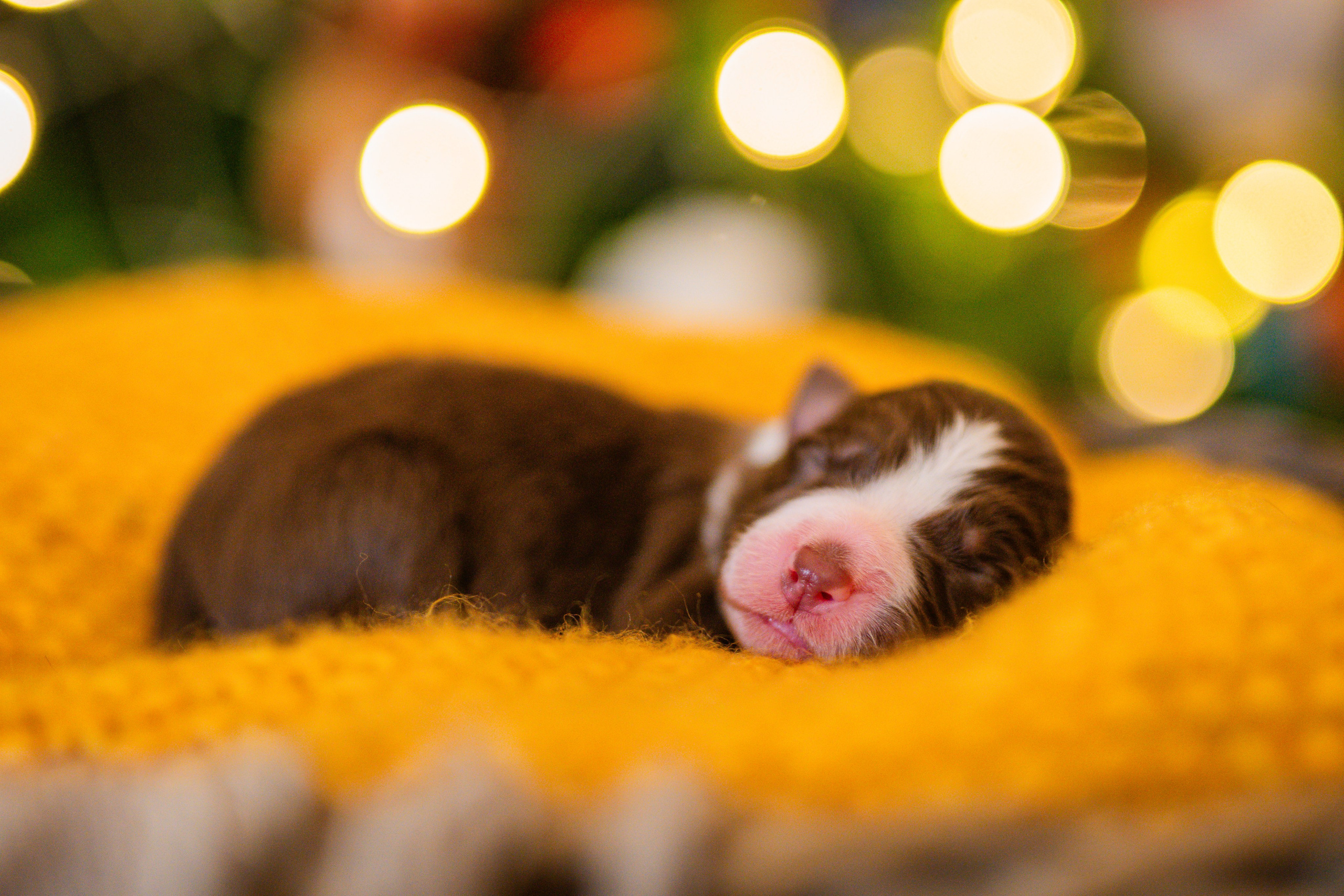 Фритсвит. Семейный фотограф Ефремова Виктория