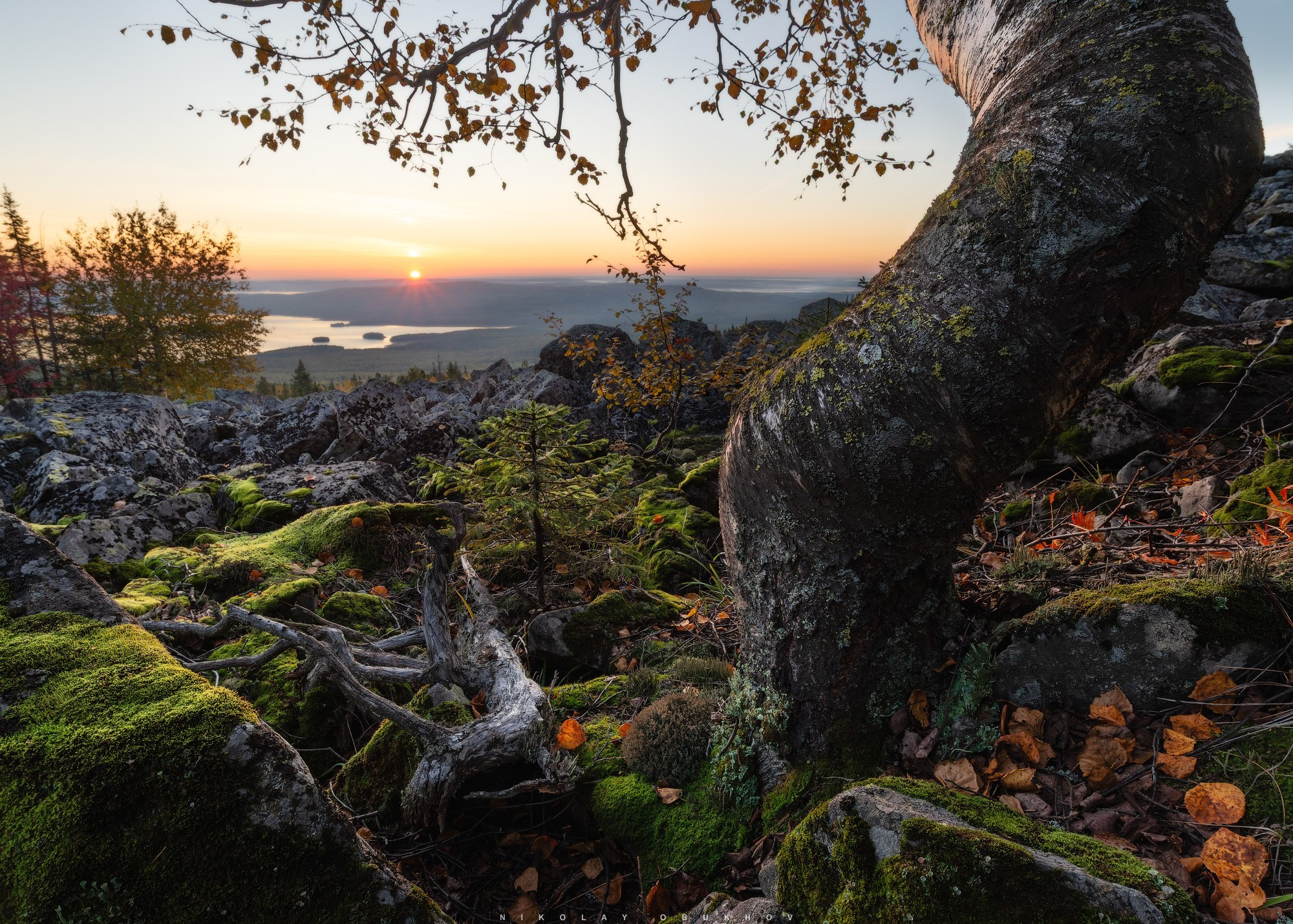 Гора Белая и дерево на курумнике на рассвете осенью.