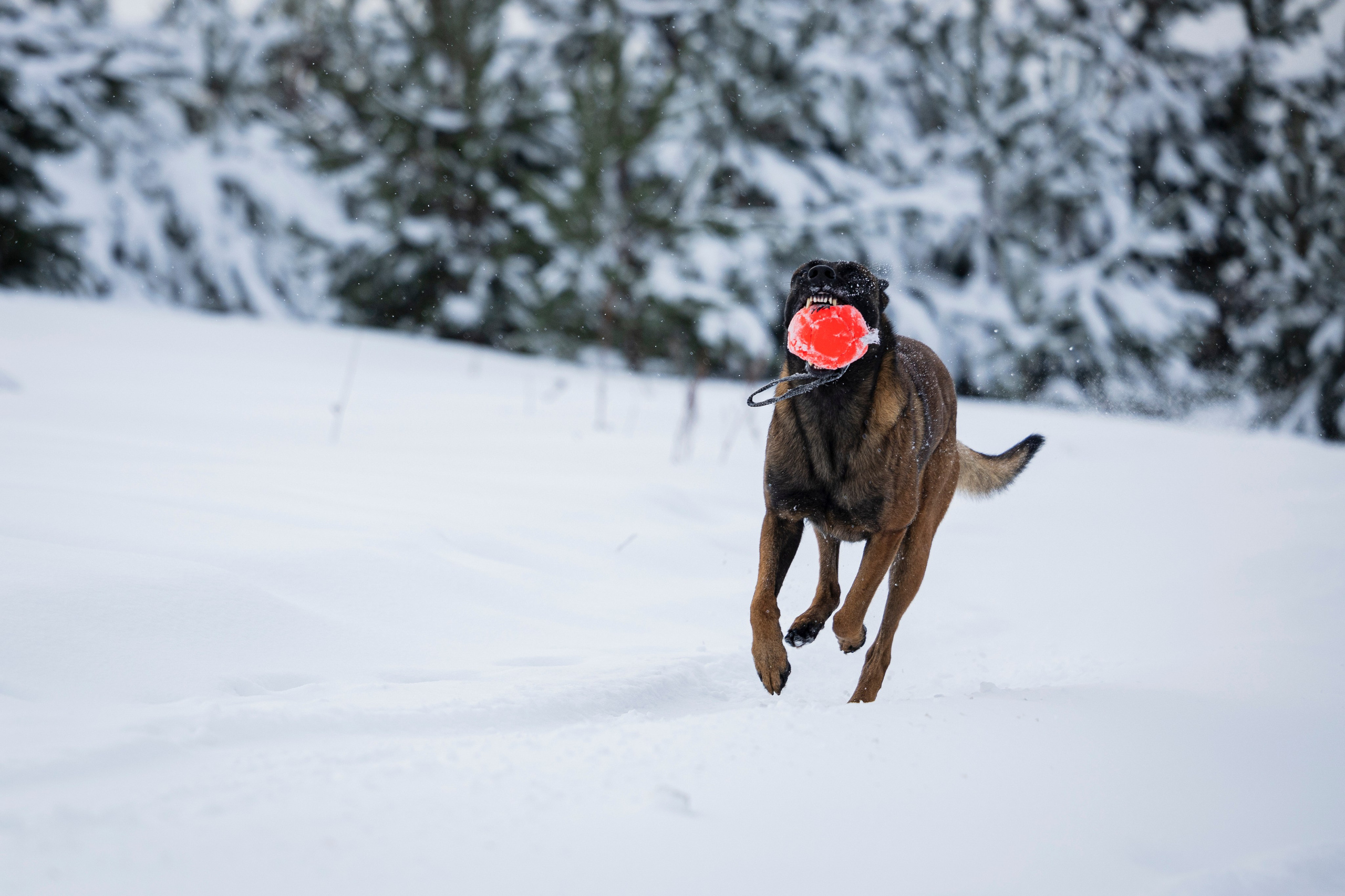 Рики. Фотограф-анималист Анна Маринич