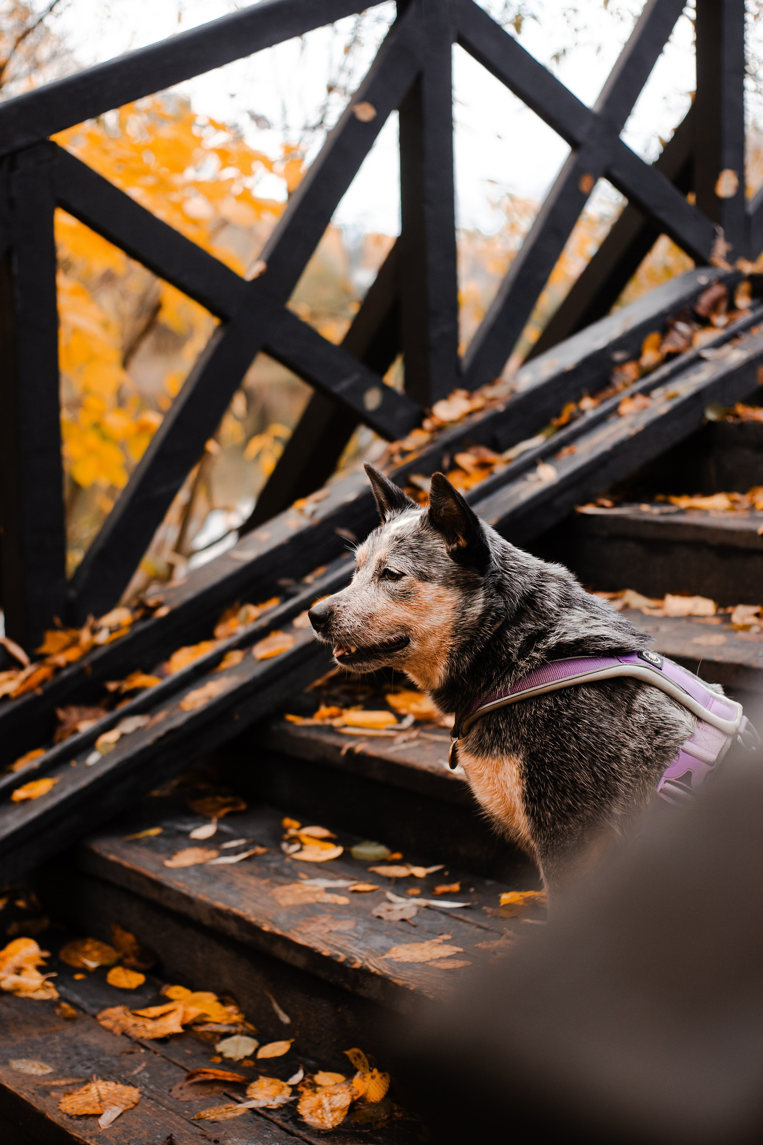 Юля, Антон и Лу. Фотограф-анималист Мария Баркевич | Москва