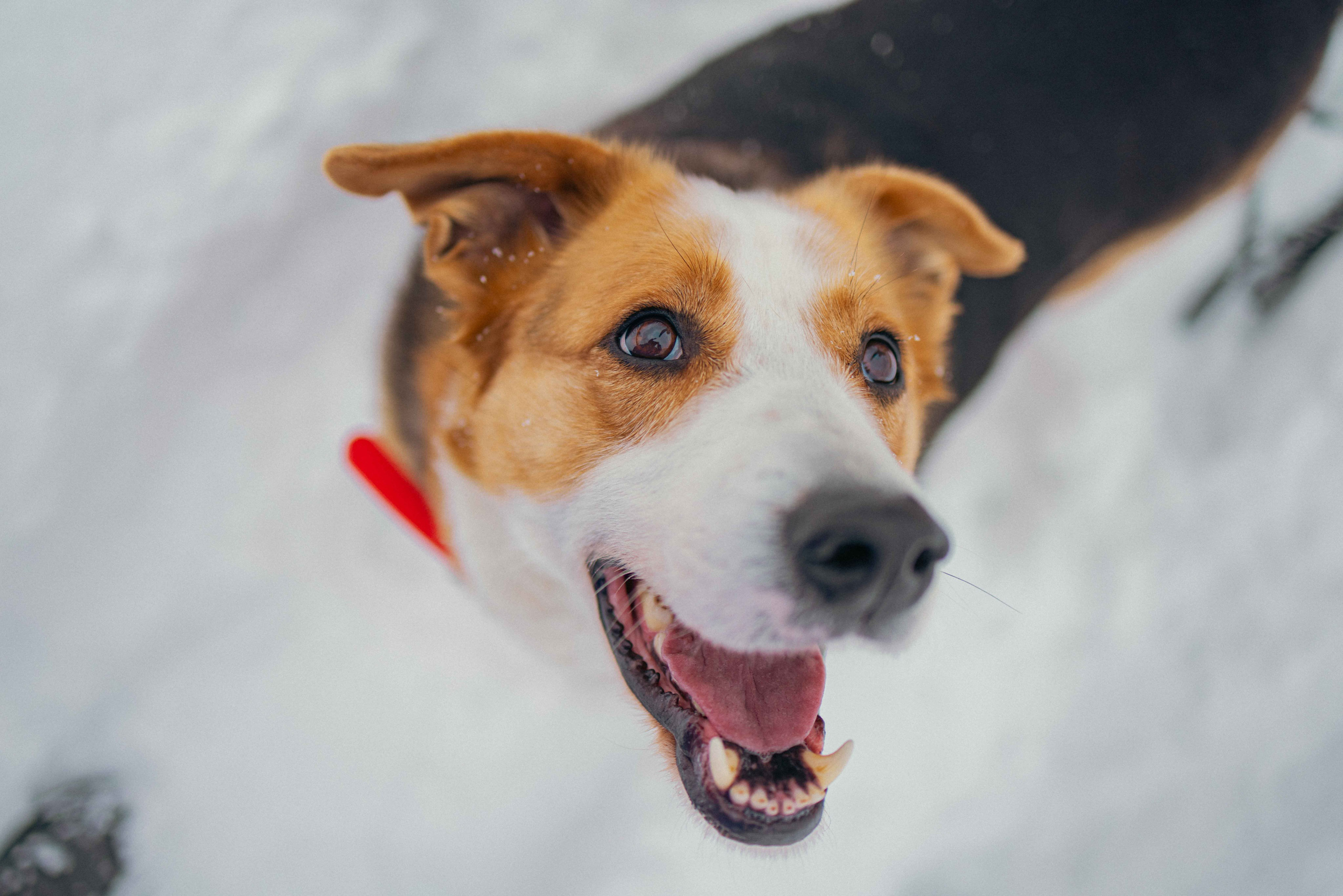 Петя. Фотограф-анималист в Москве Лера Черноног