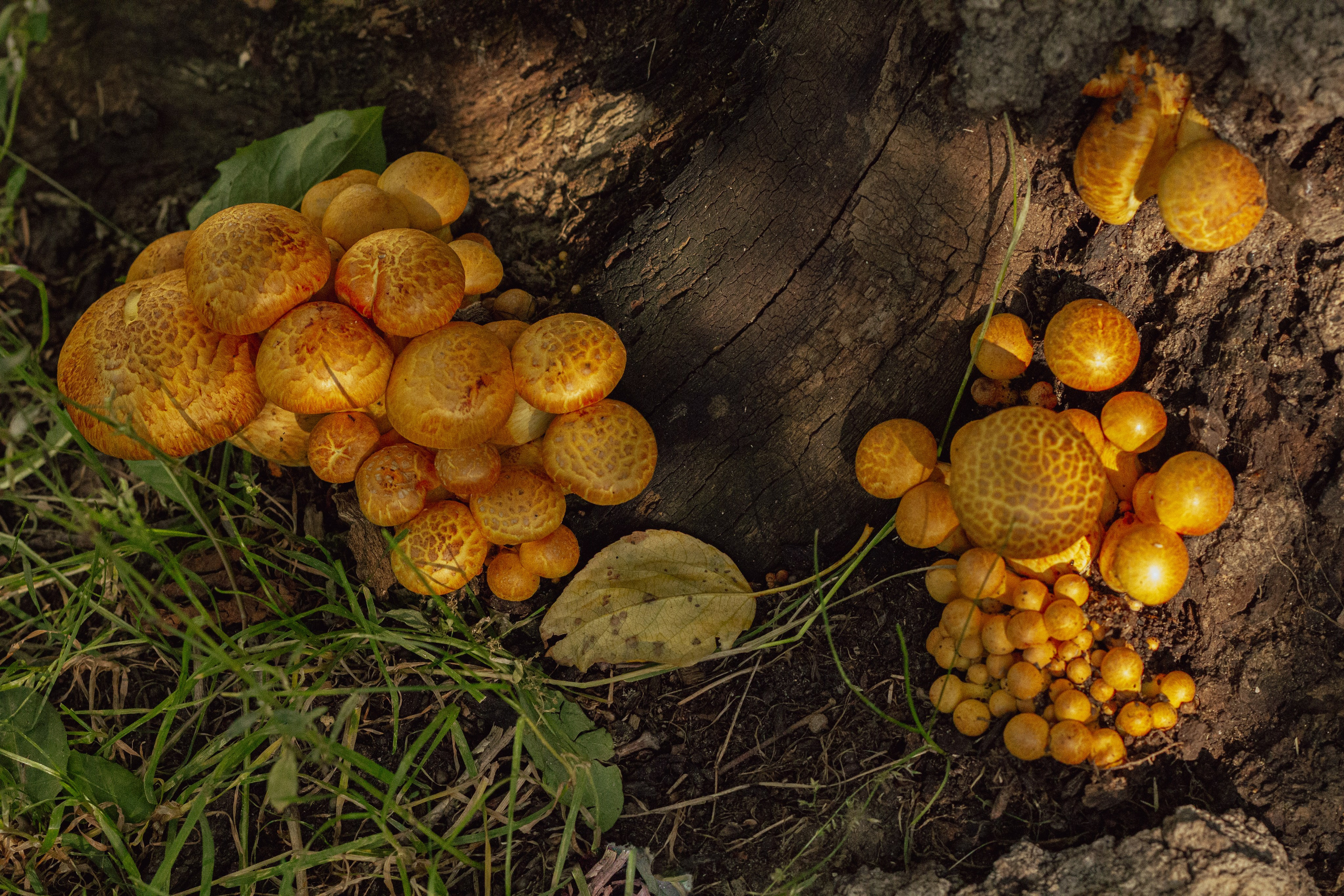 Природа. Фотограф Москва, портрет, стрит, репортаж. Художественная фотосессия