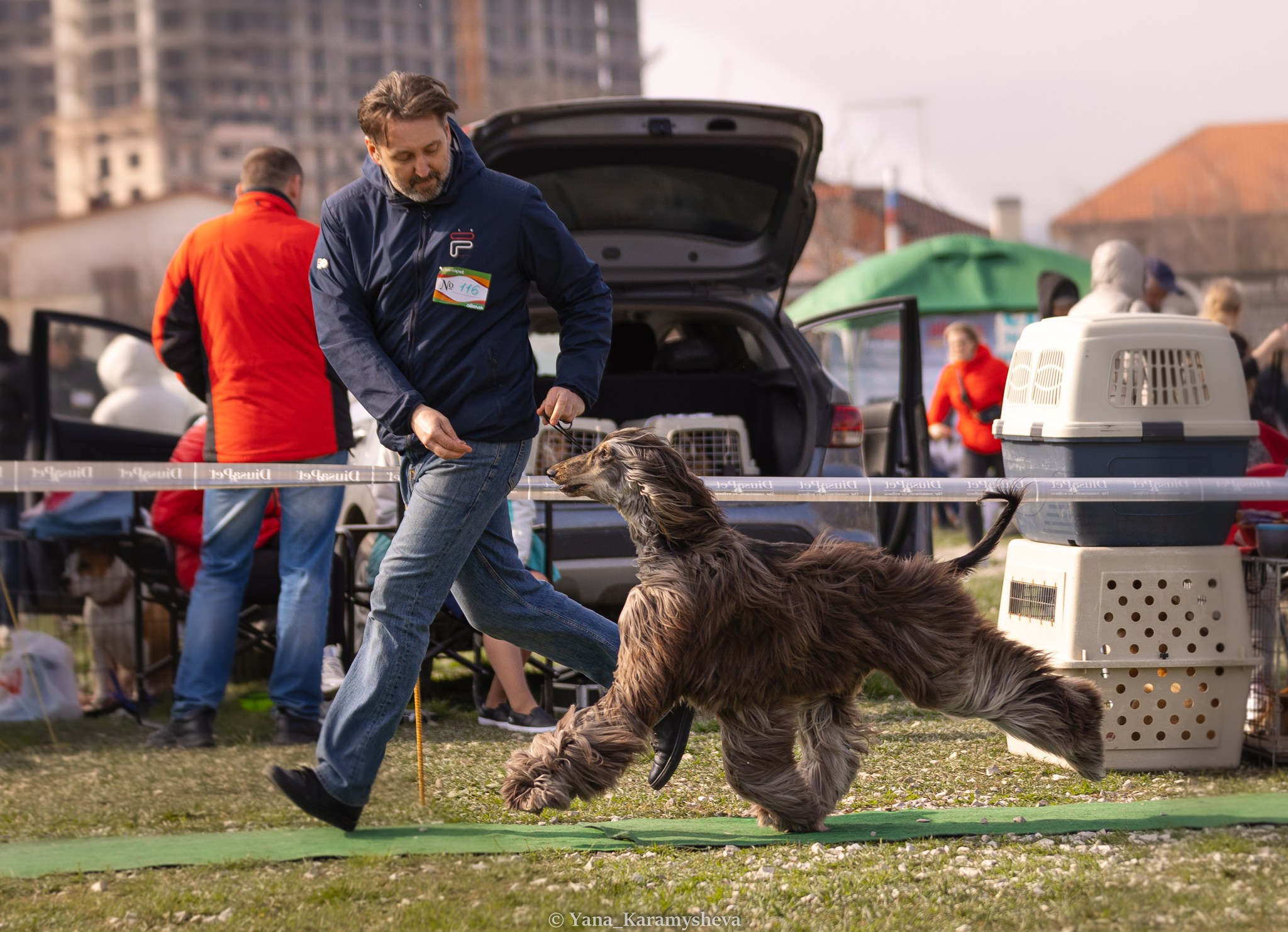Экстерьерная, ринговая. Yana Karamysheva Animal Photo
