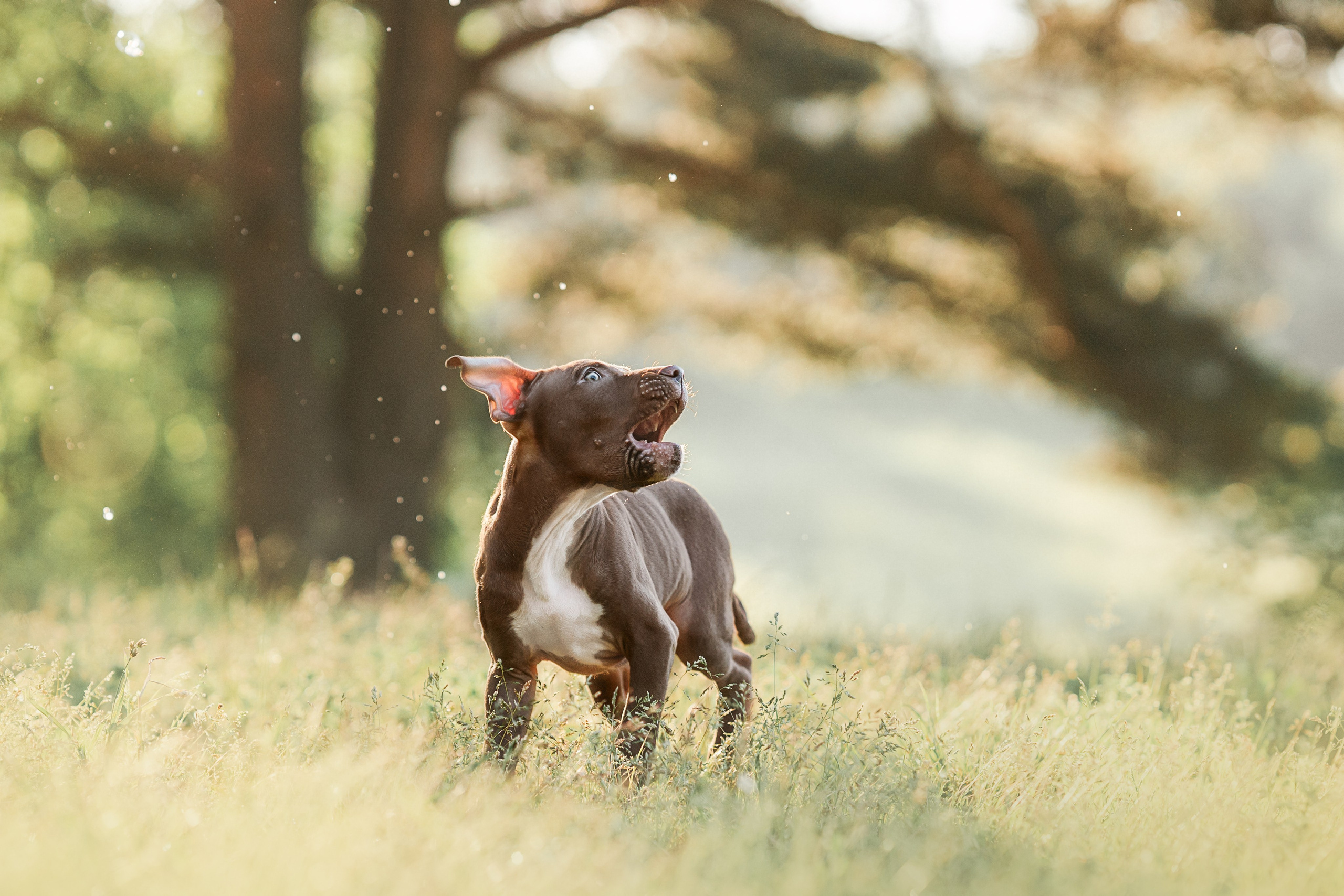 АПБТ. Фотограф анималист Осипчикова Мария