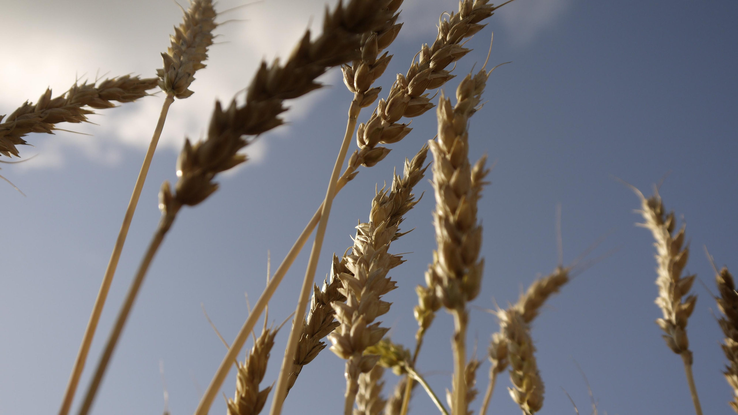 Этот прекрасный мир