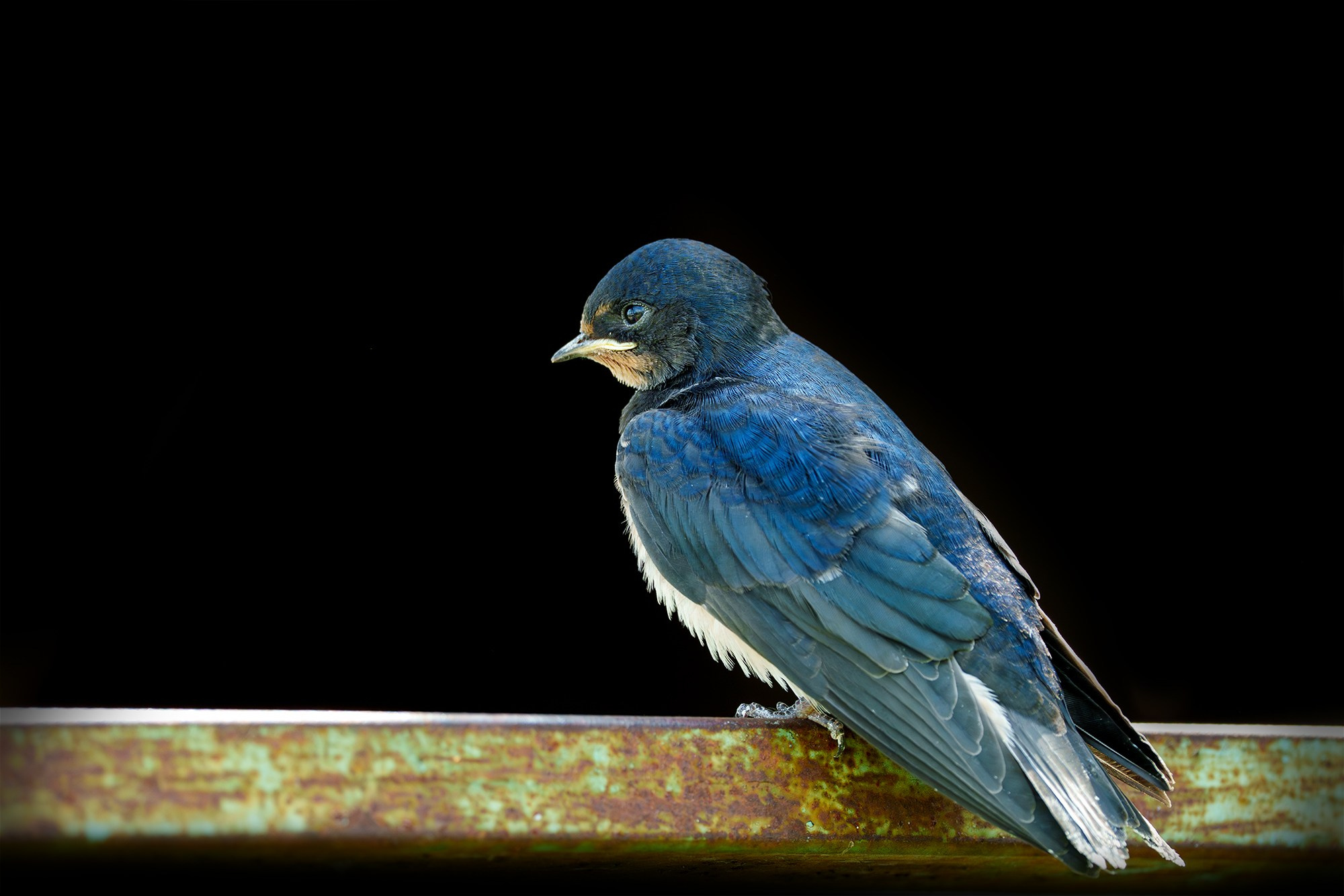 Удивительные мир птиц. Вокруг нас столько прекрасного — присмотритесь!. Ваш личный фотограф Марина Волкова