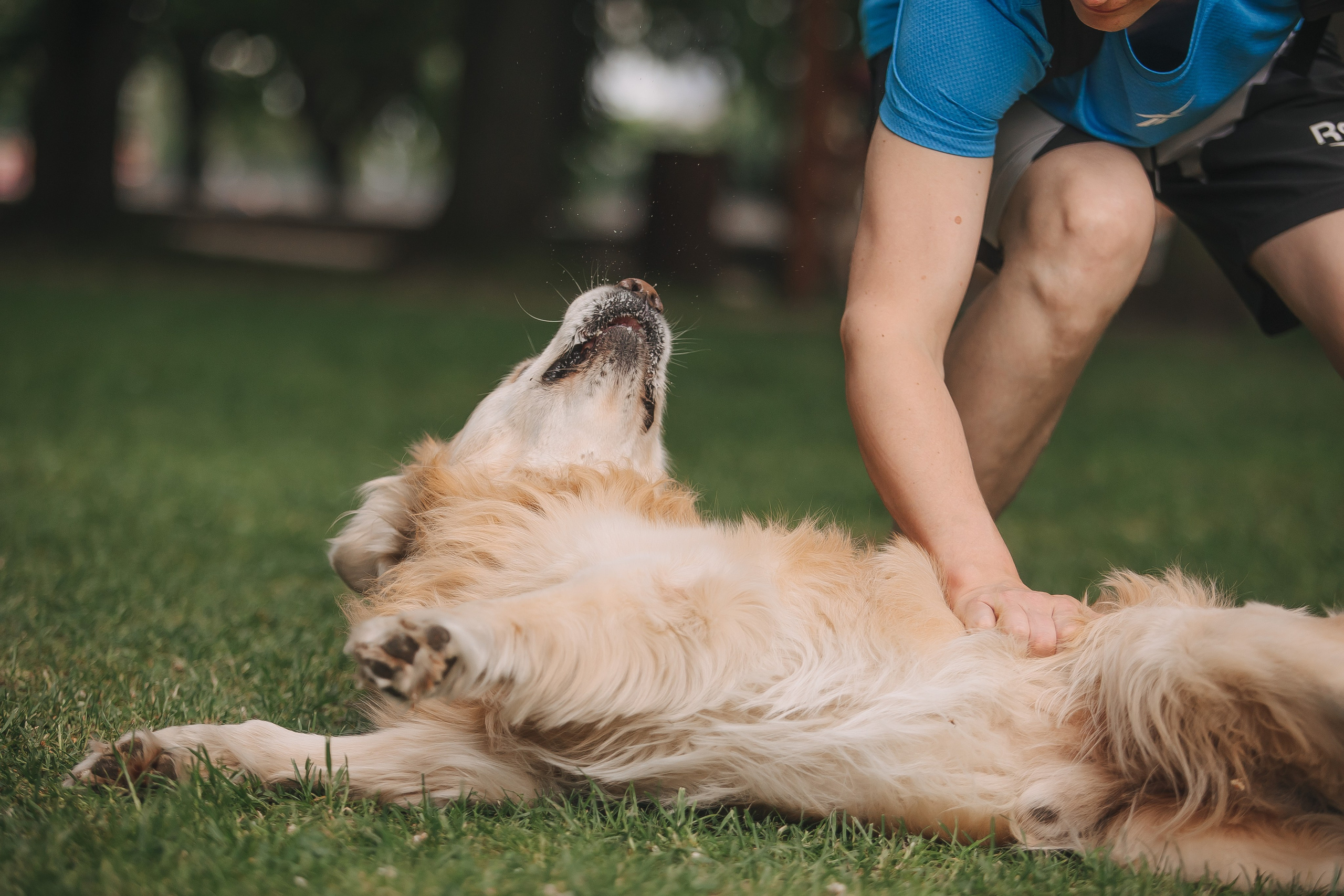 Золотистый ретривер Кант, Калининград. Свадебный и женский фотограф