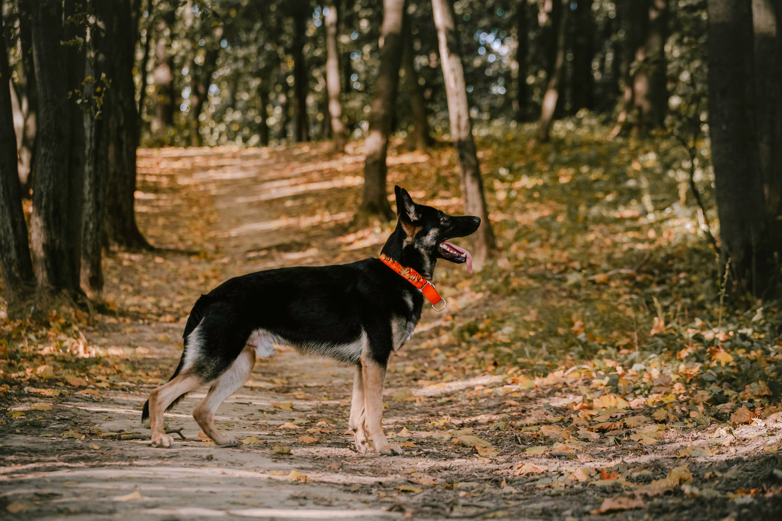 Илай. Фотограф-анималист Татьяна Степанова