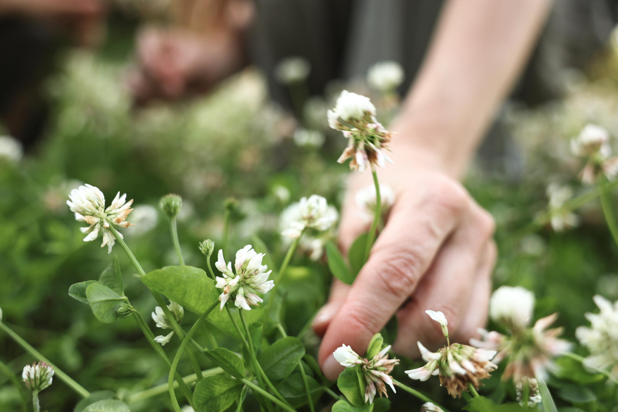 На полянке клевера. Ваш семейный newborn и lifestyle фотограф в СПБ Наталья Журавлева