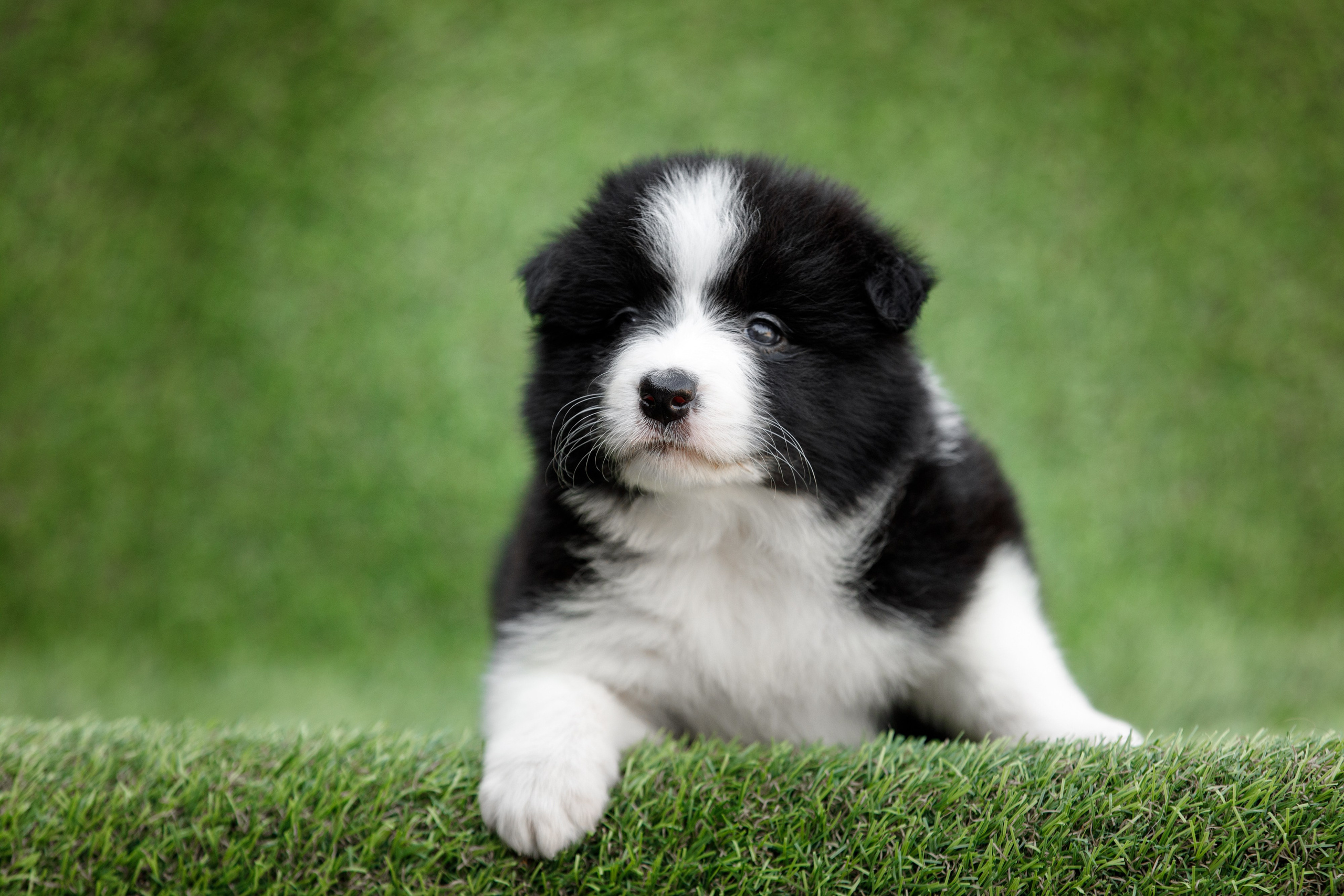 Смешарики. О нас