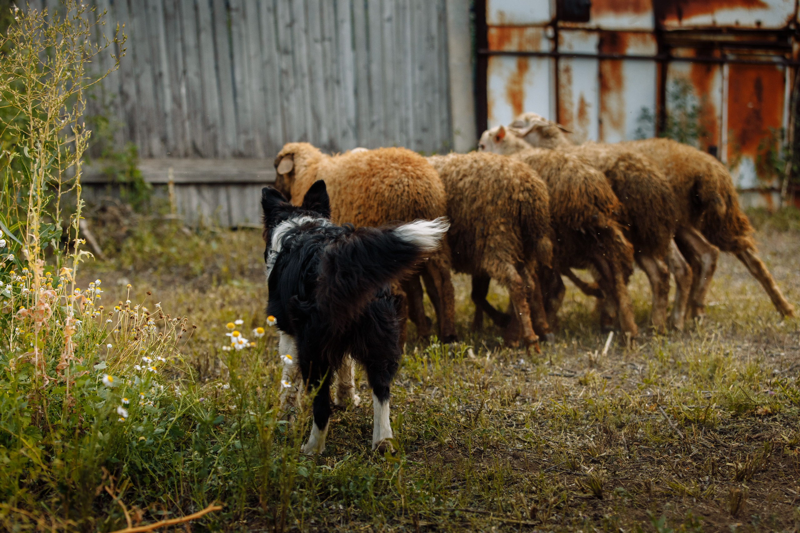 Овечий день. О нас