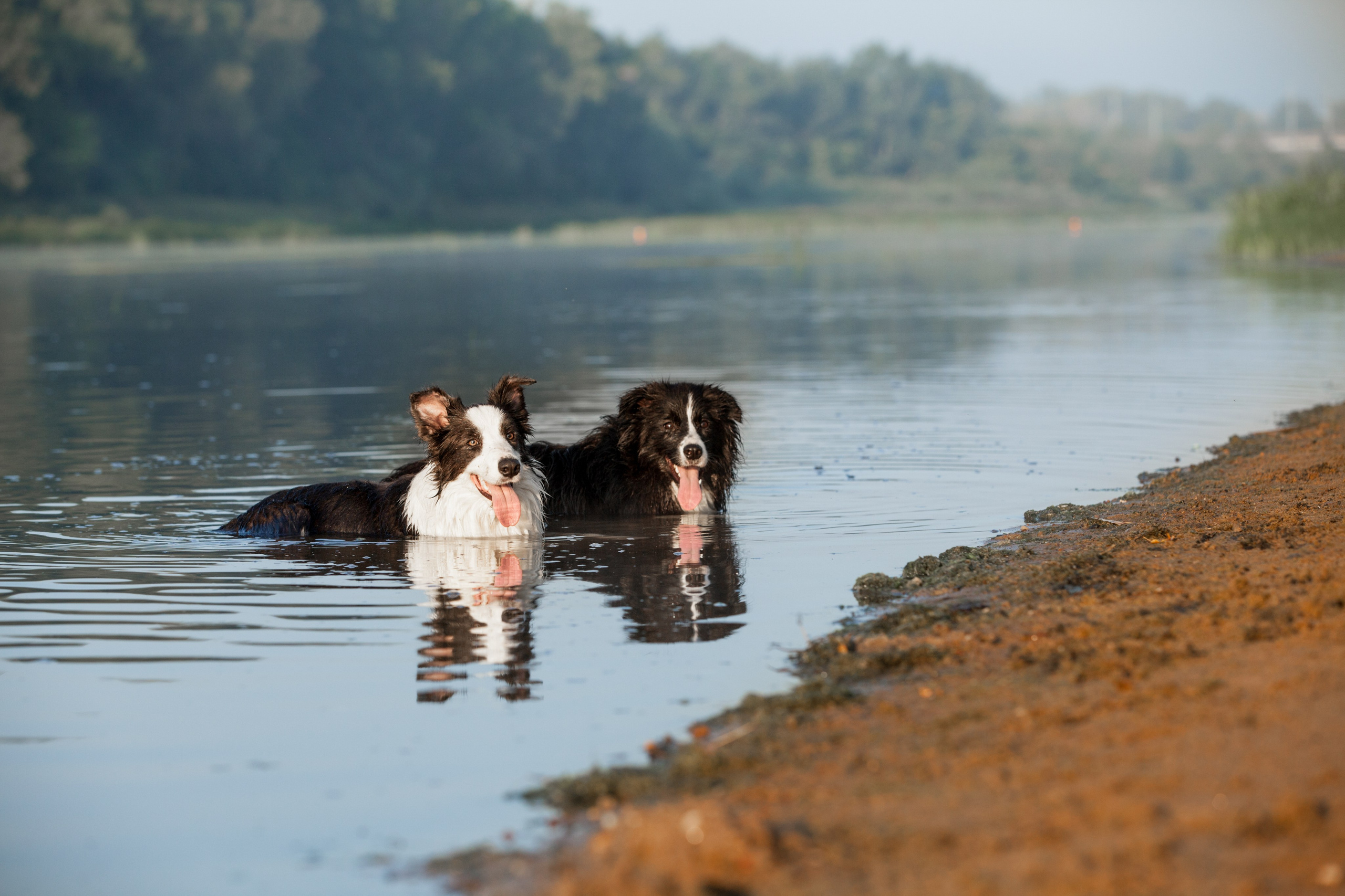 Сочный рассвет, на который решились. О нас