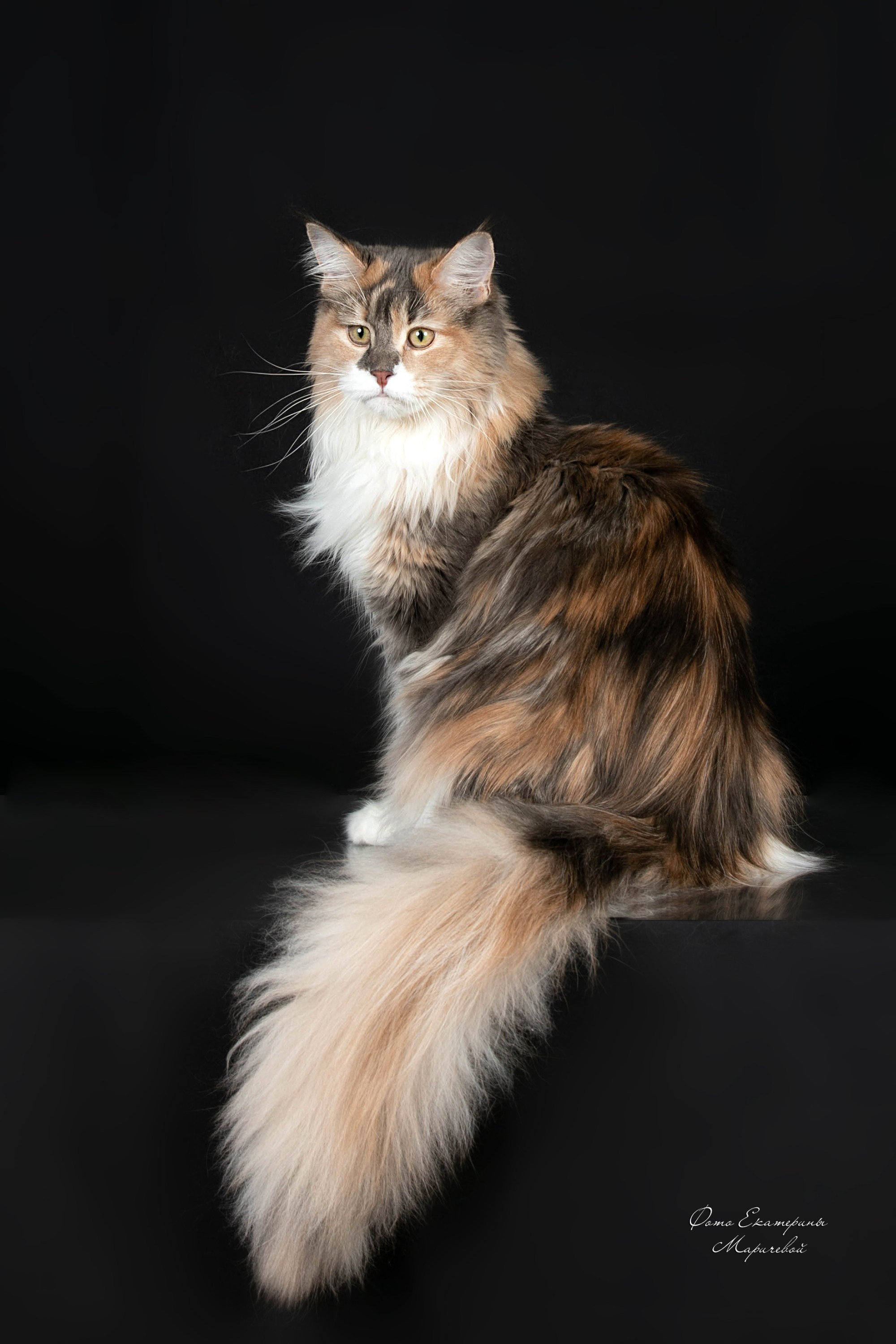 Стендовая съёмка на выставках кошек. Фотограф-анималист в Омске Екатерина Маричева